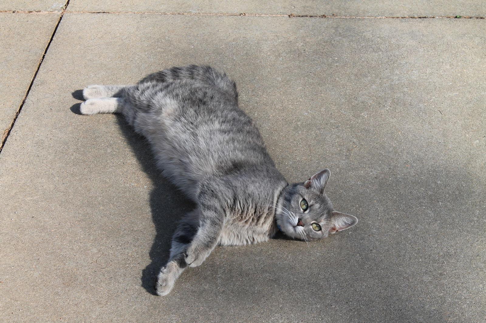 Destiny, a Adoptable American Shorthair in Roanoke, AL image 1/2