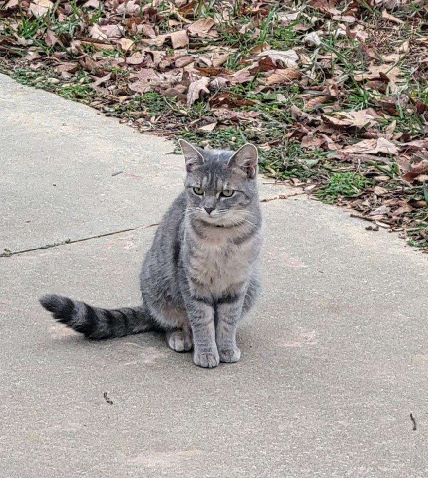 Destiny, a Adoptable American Shorthair in Roanoke, AL image 2/2