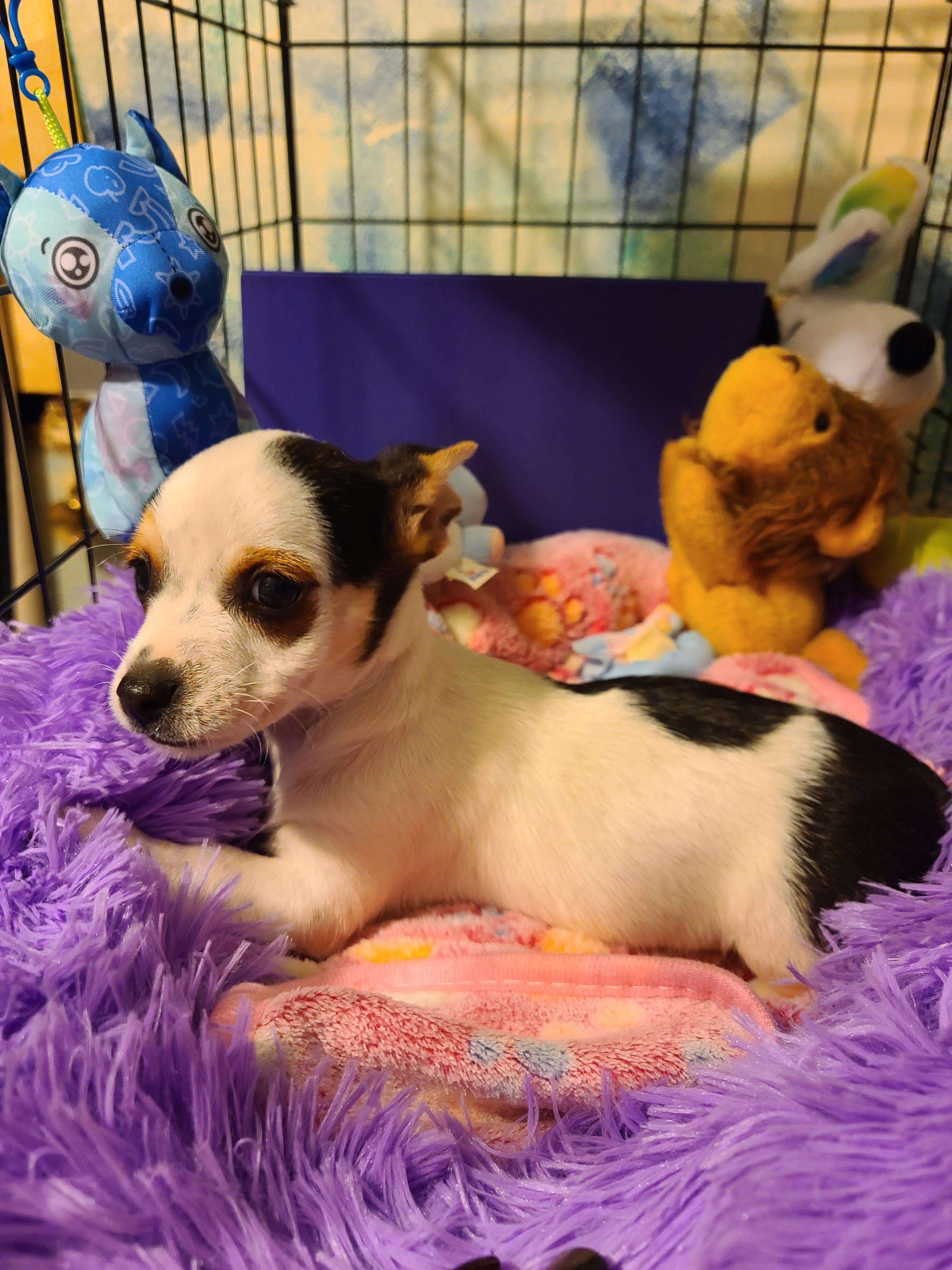 Sammy, an adopted mixed breed in Murphys, CA image 1/5