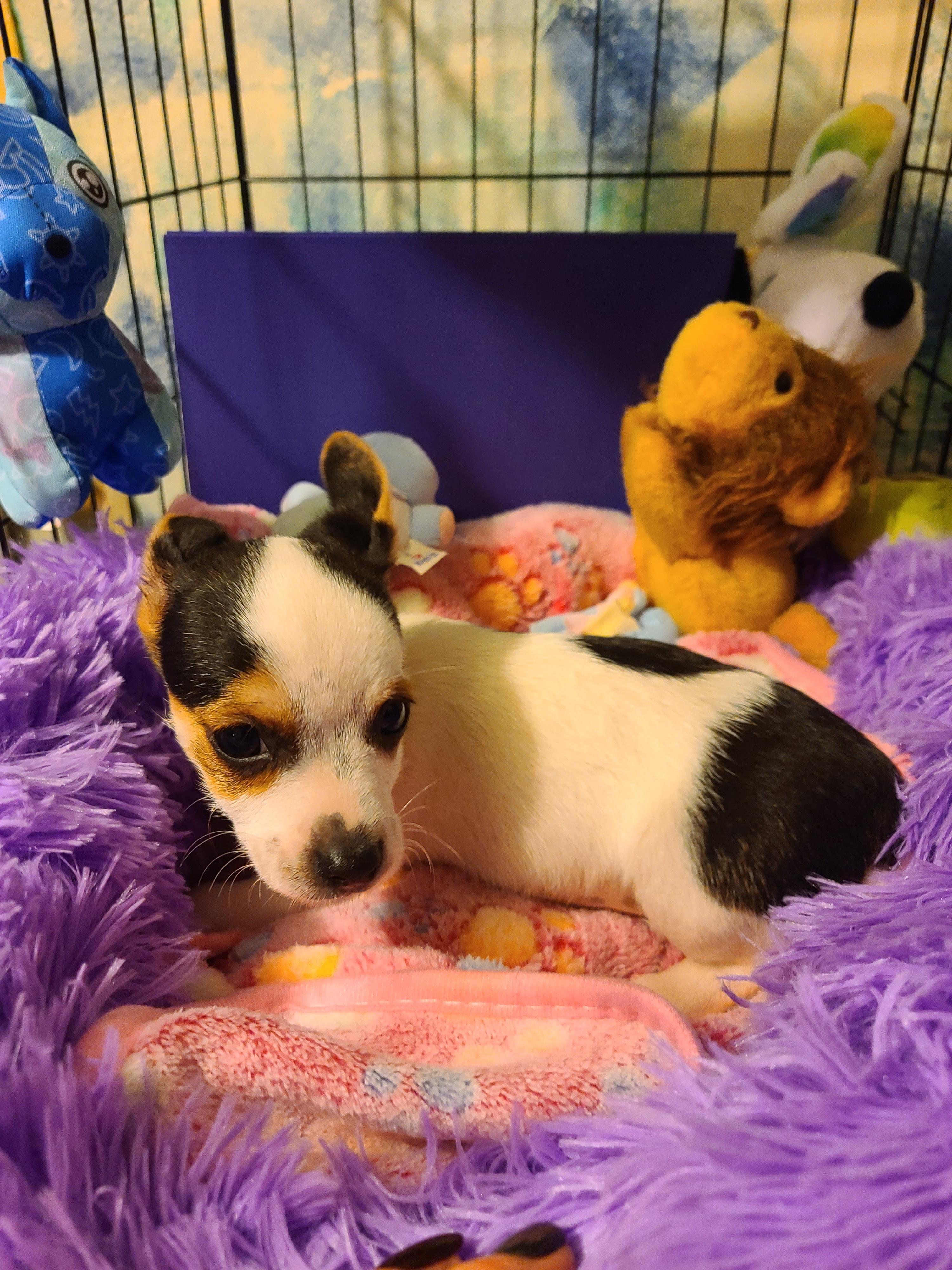 Sammy, an adopted mixed breed in Murphys, CA image 2/5