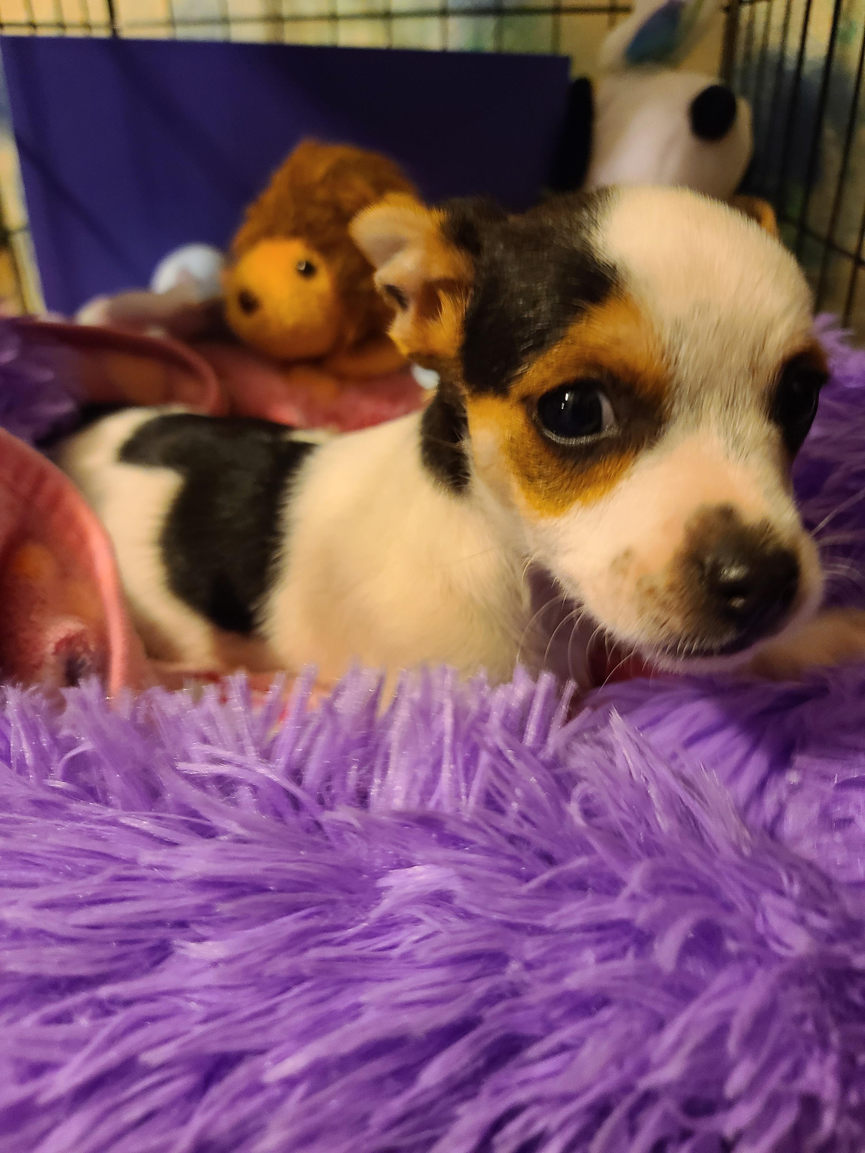 Sammy, an adopted mixed breed in Murphys, CA image 3/5