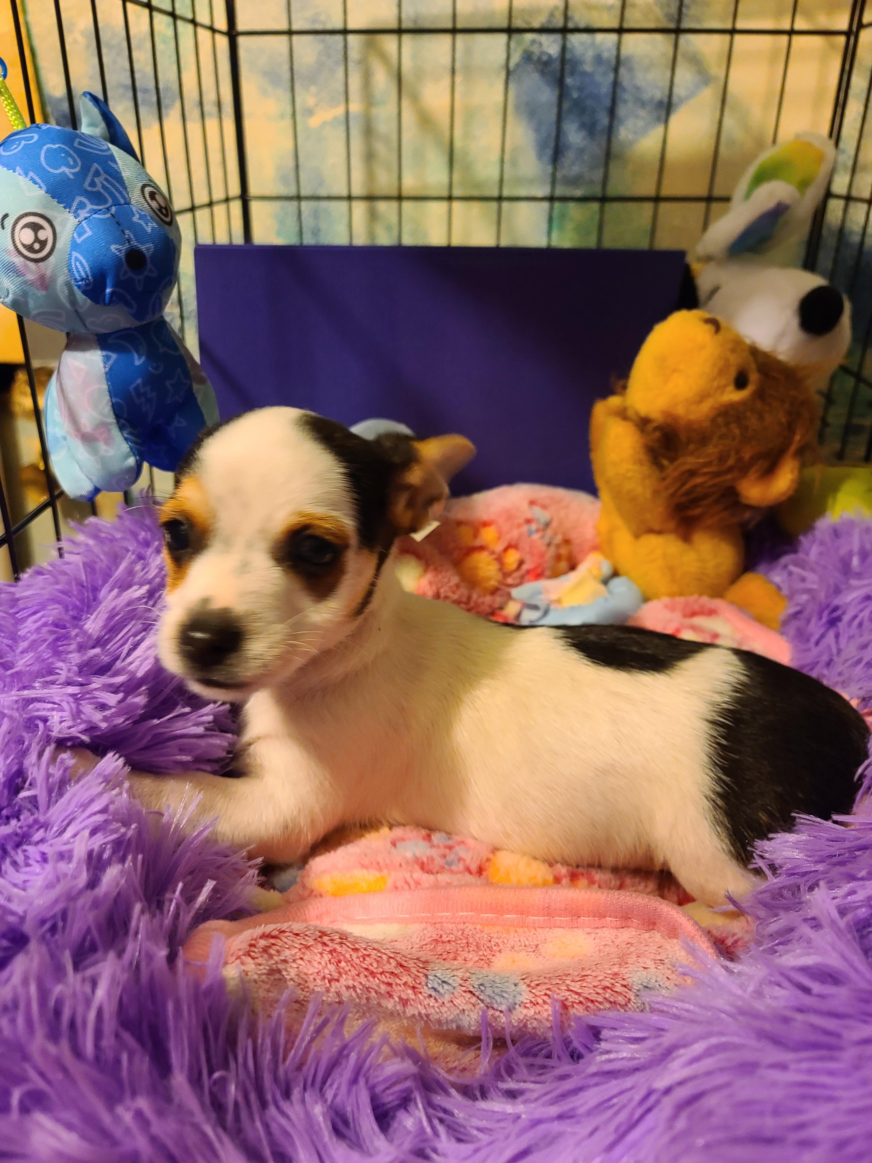 Sammy, an adopted mixed breed in Murphys, CA image 4/5