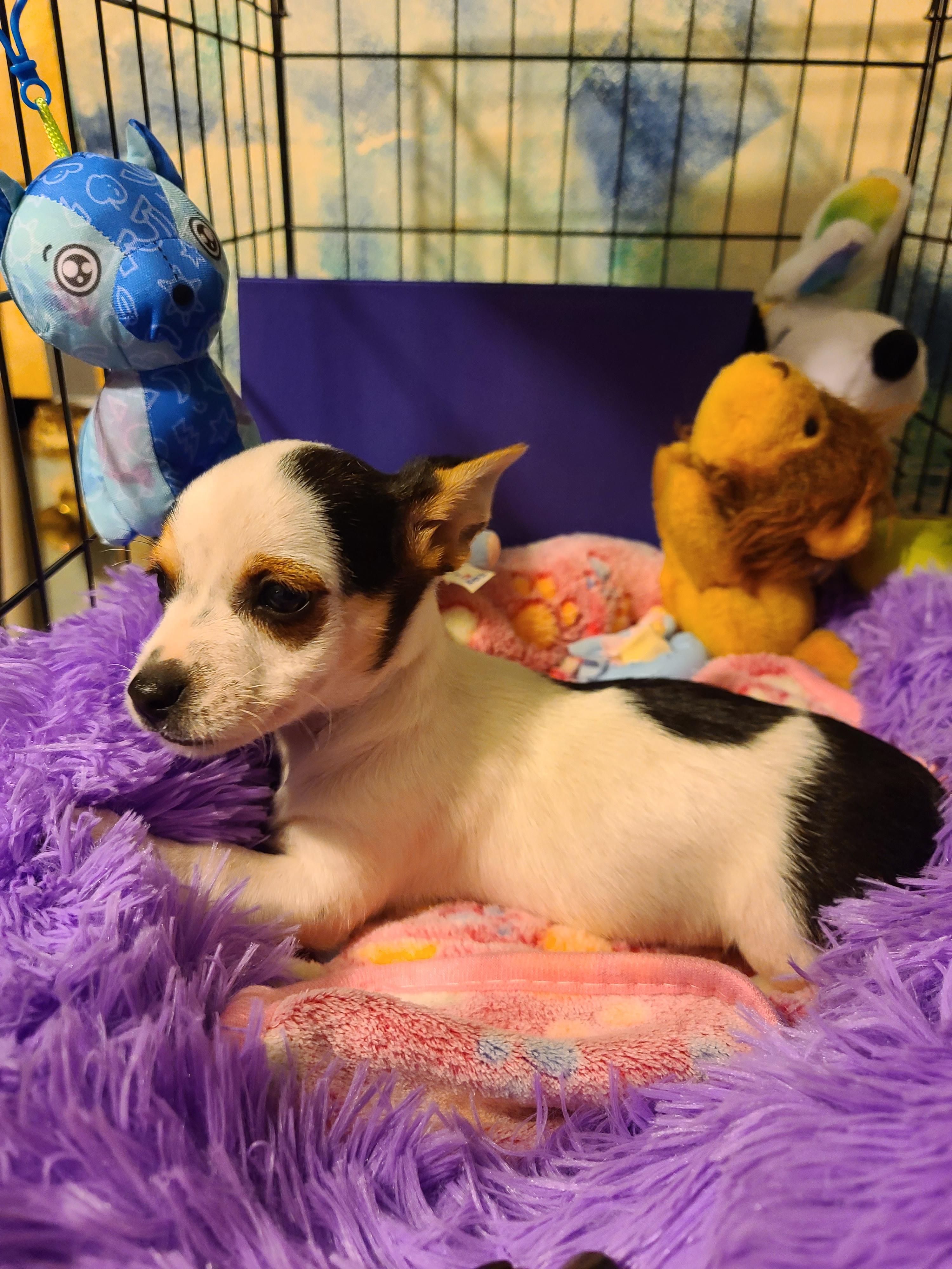 Sammy, an adopted mixed breed in Murphys, CA image 5/5