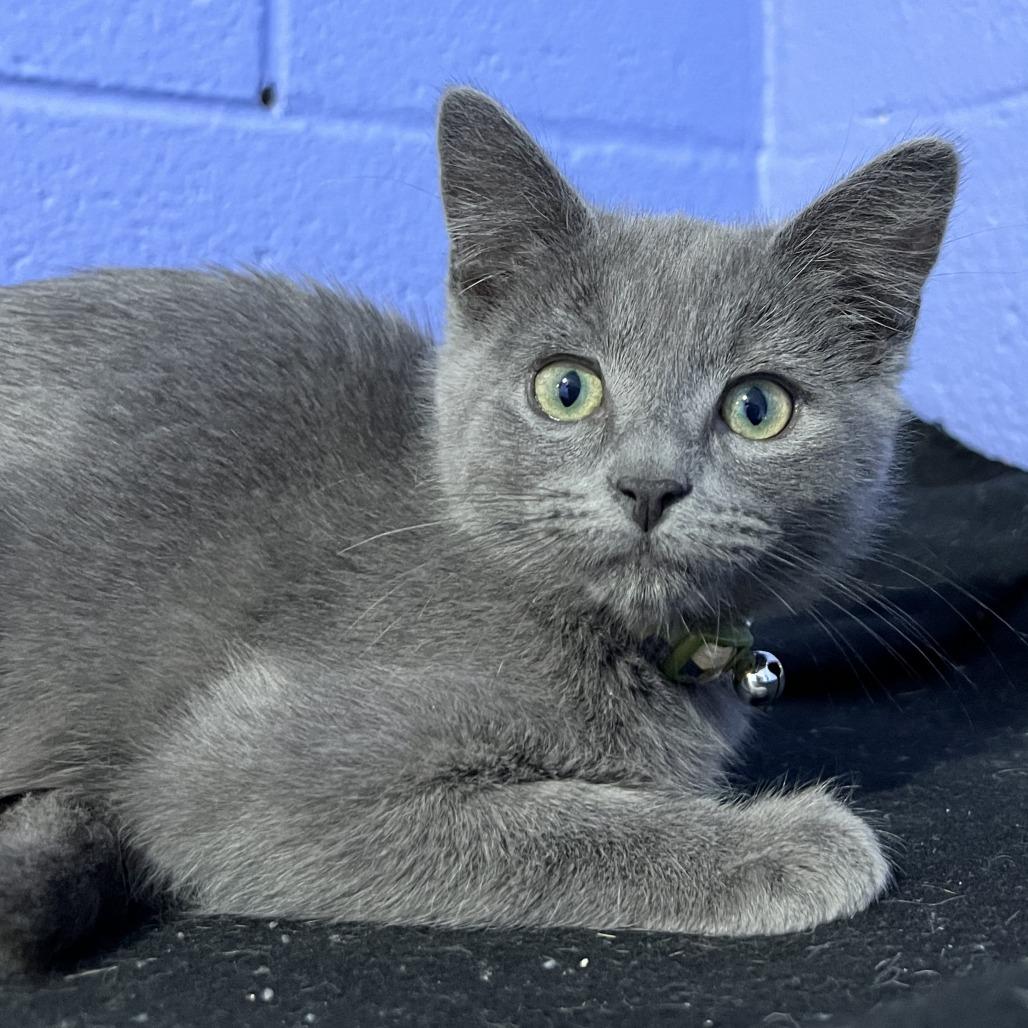 Cole, Adoptable, Kitten Male Domestic Short Hair.
