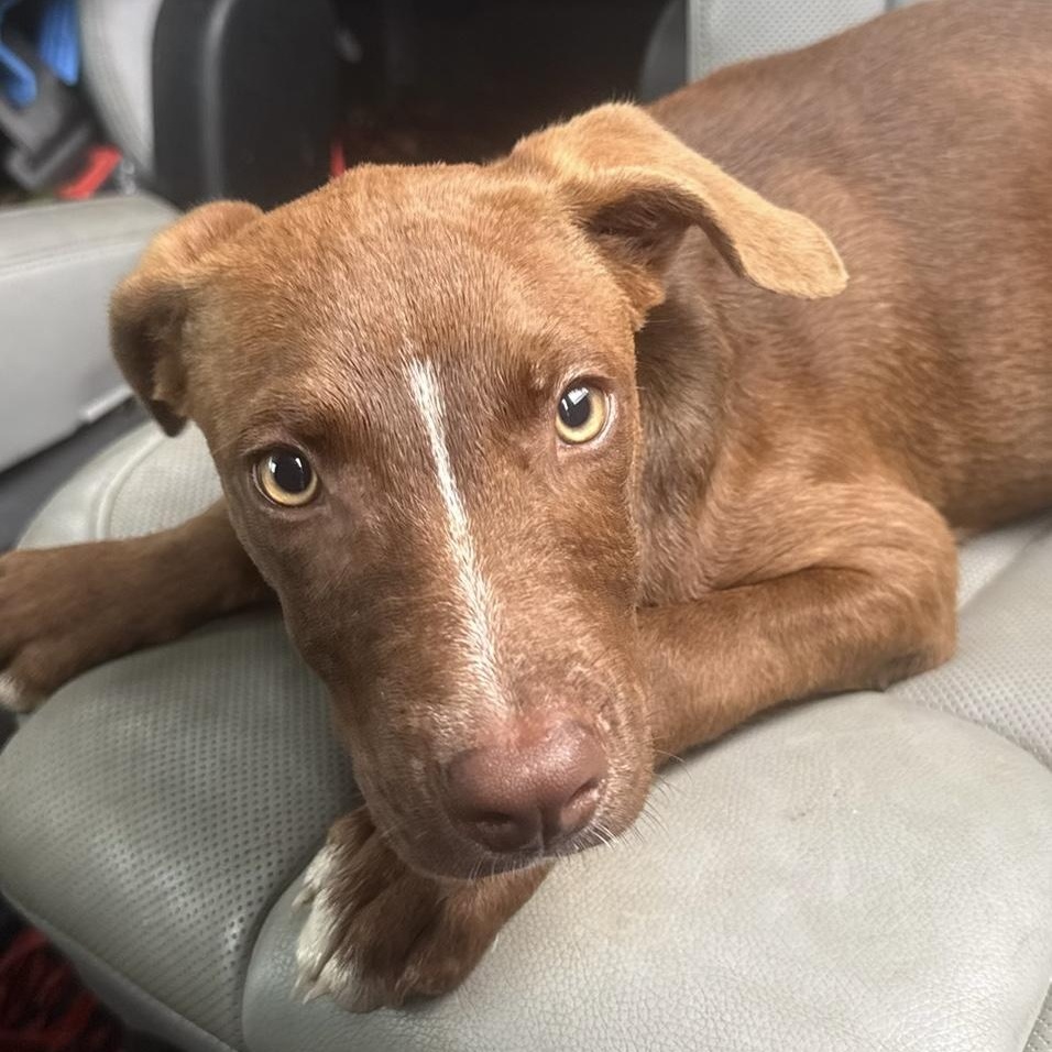 Enlarge Sherman, a Adoptable mixed breed in Ragland, AL image 1/1