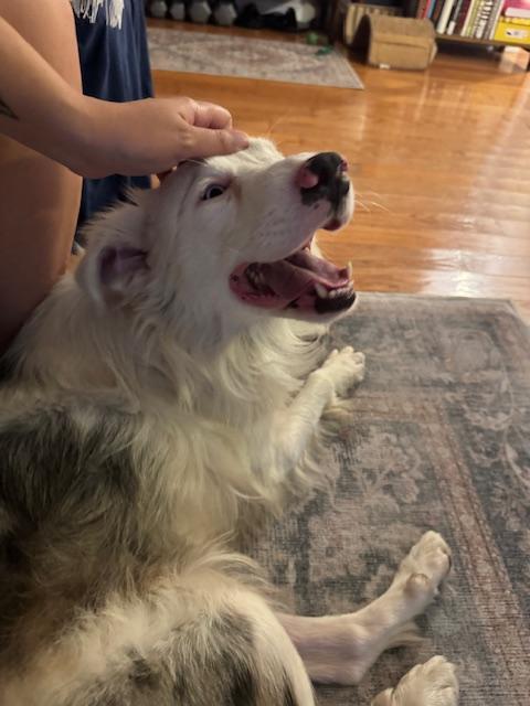 Rudolph, an adopted Australian Shepherd in Los Angeles, CA image 2/6