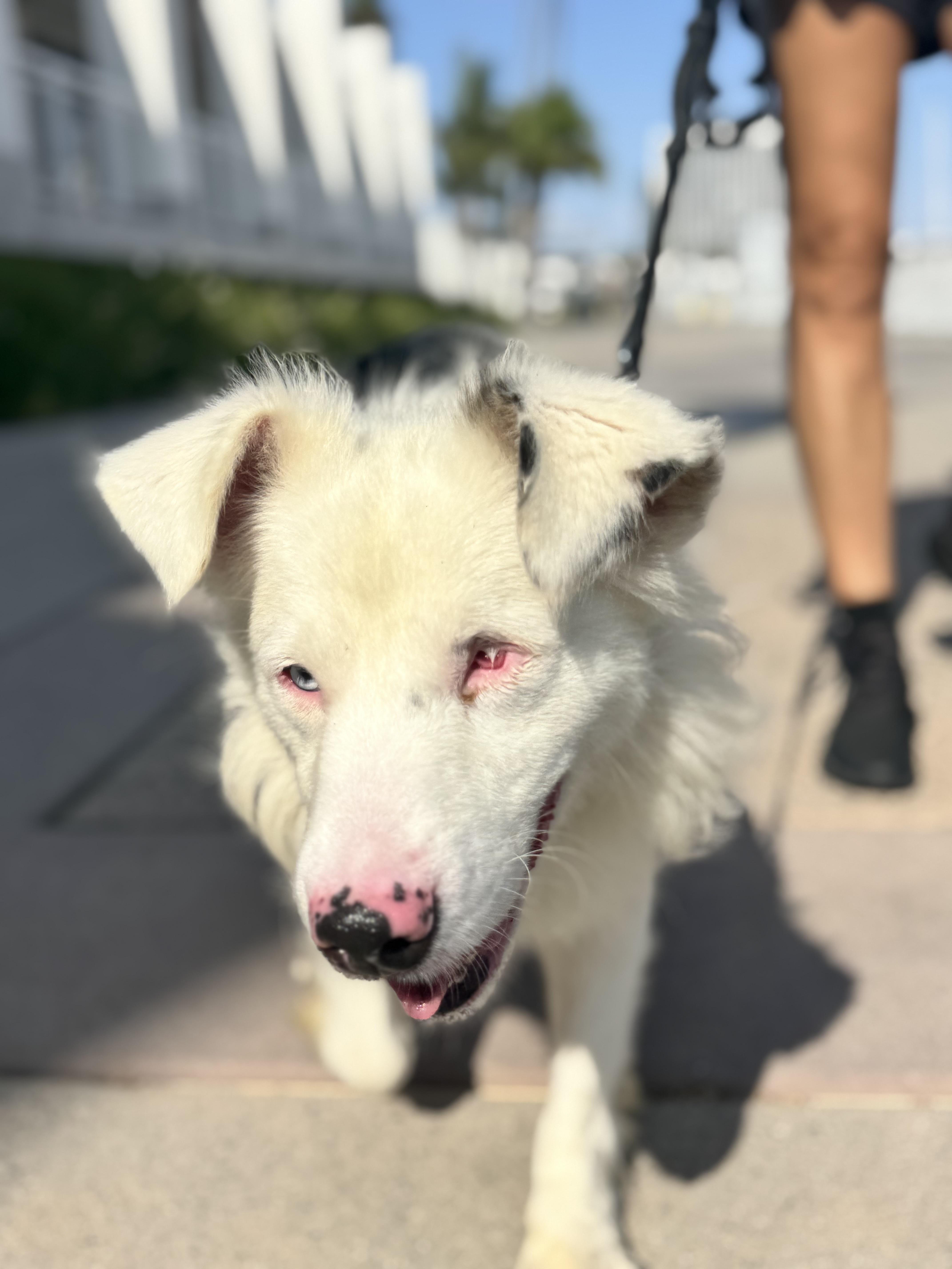 Rudolph, an adopted Australian Shepherd in Los Angeles, CA image 3/6