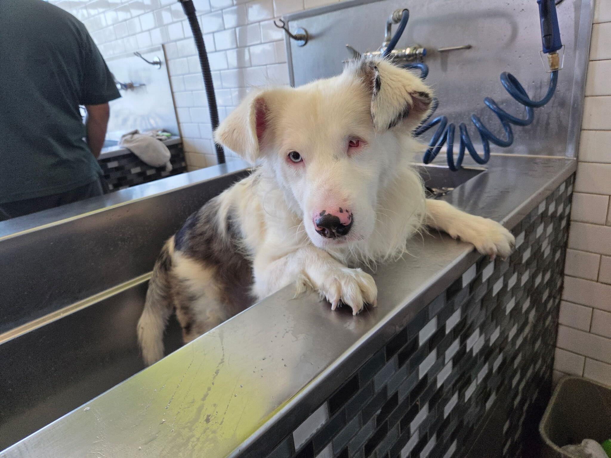Rudolph, an adopted Australian Shepherd in Los Angeles, CA image 1/6