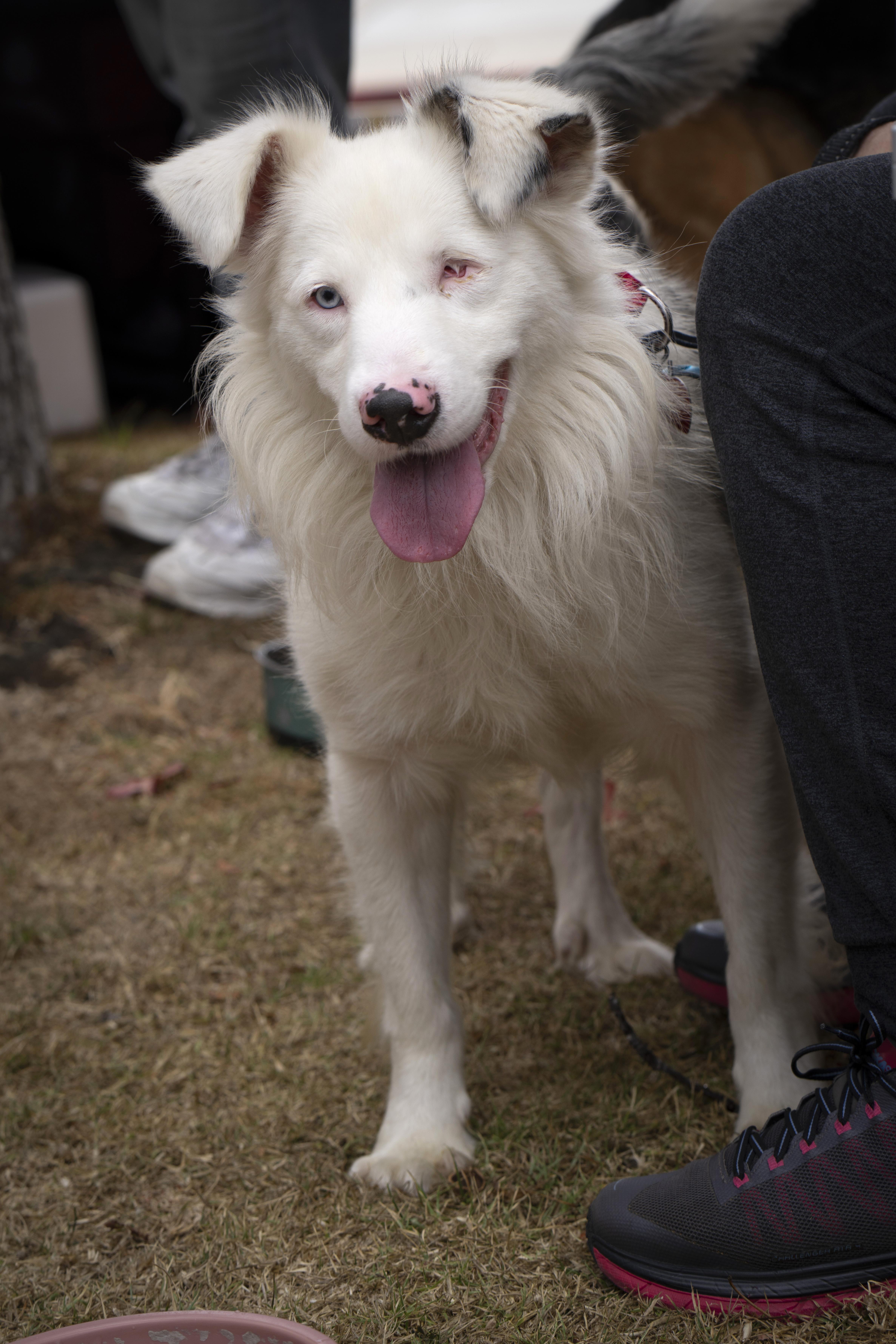 Rudolph, an adopted Australian Shepherd in Los Angeles, CA image 5/6