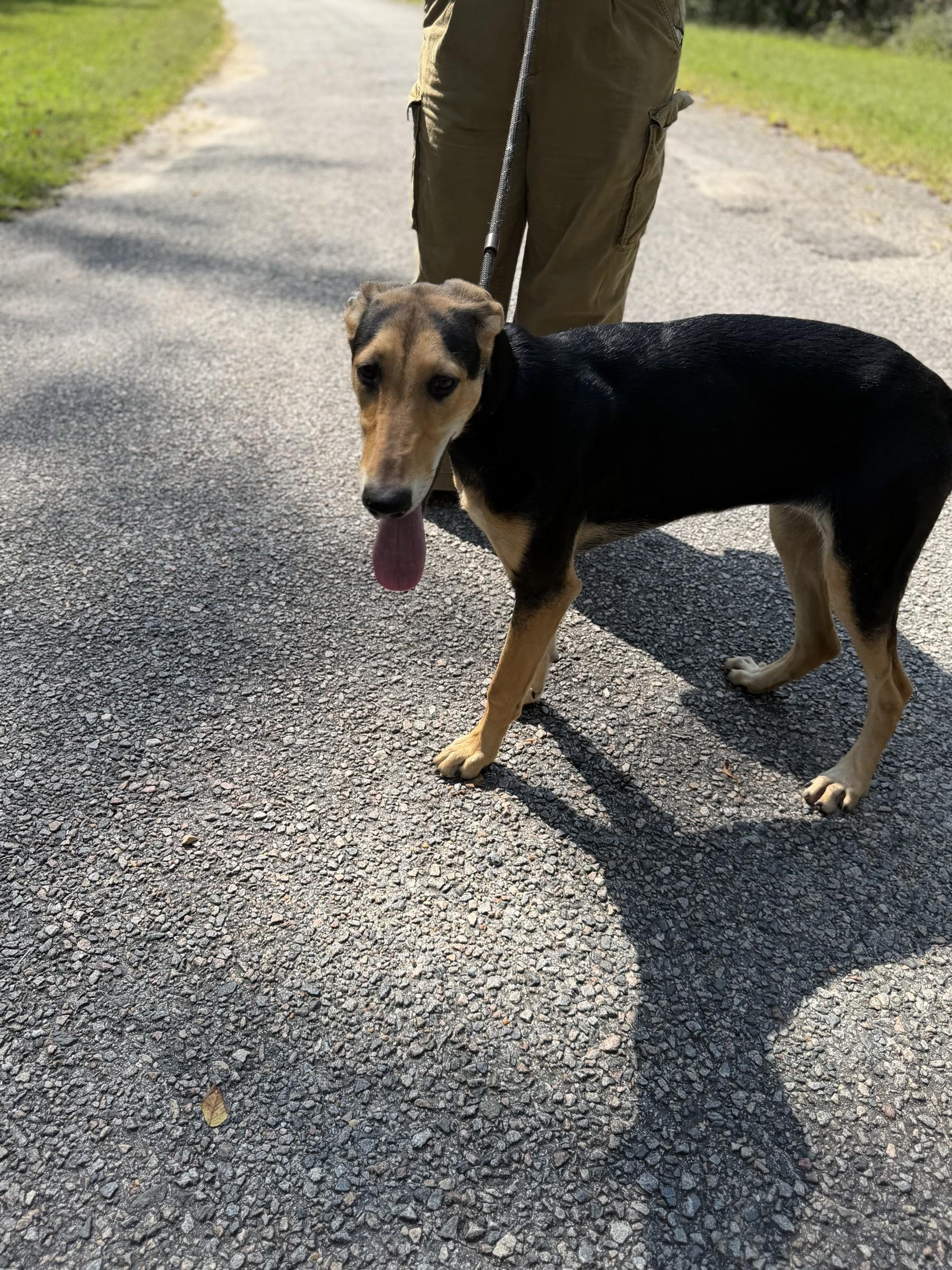 Enlarge Aardvark, a Adoptable Black and Tan Coonhound in Petersburg, VA image 4/6