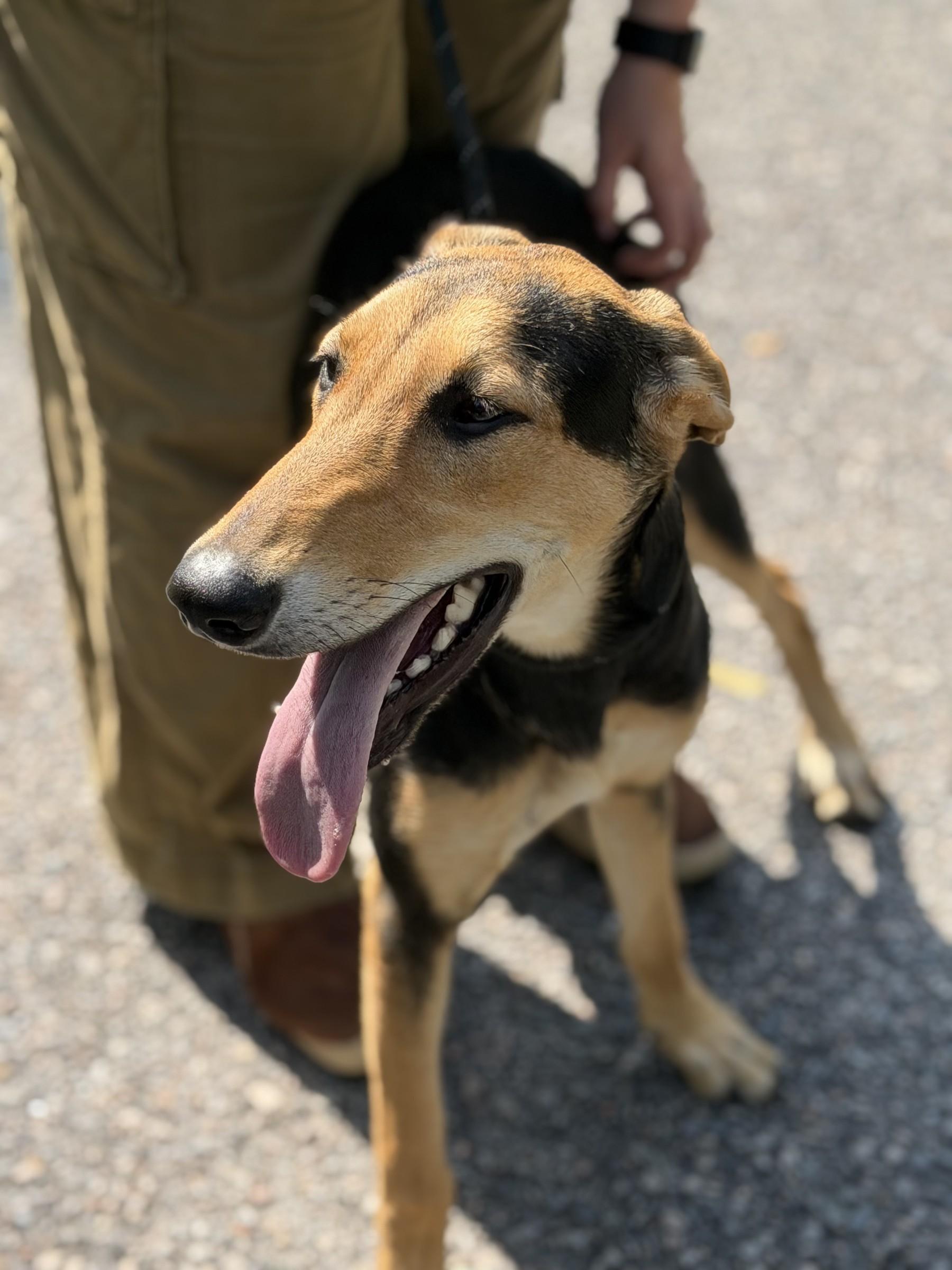 Enlarge Aardvark, a Adoptable Black and Tan Coonhound in Petersburg, VA image 6/6