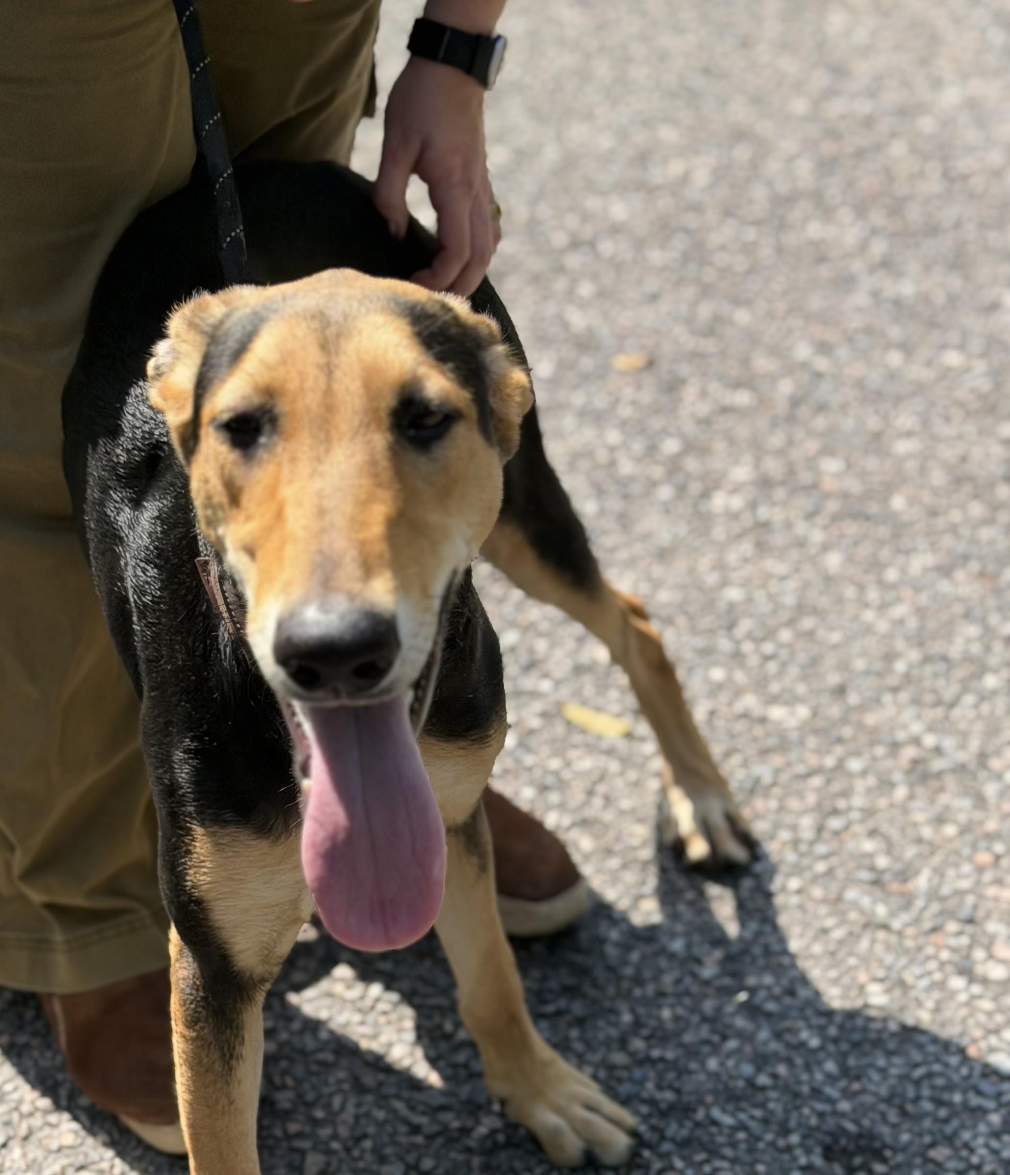 Enlarge Aardvark, a Adoptable Black and Tan Coonhound in Petersburg, VA image 1/6