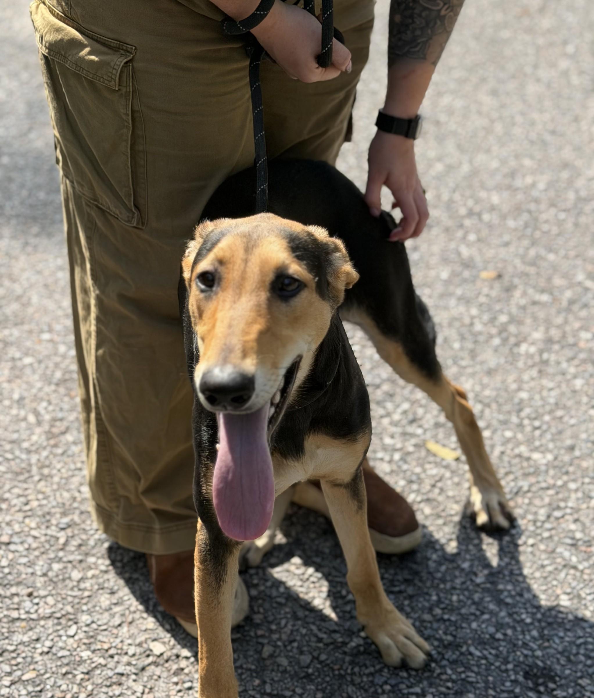 Enlarge Aardvark, a Adoptable Black and Tan Coonhound in Petersburg, VA image 5/6