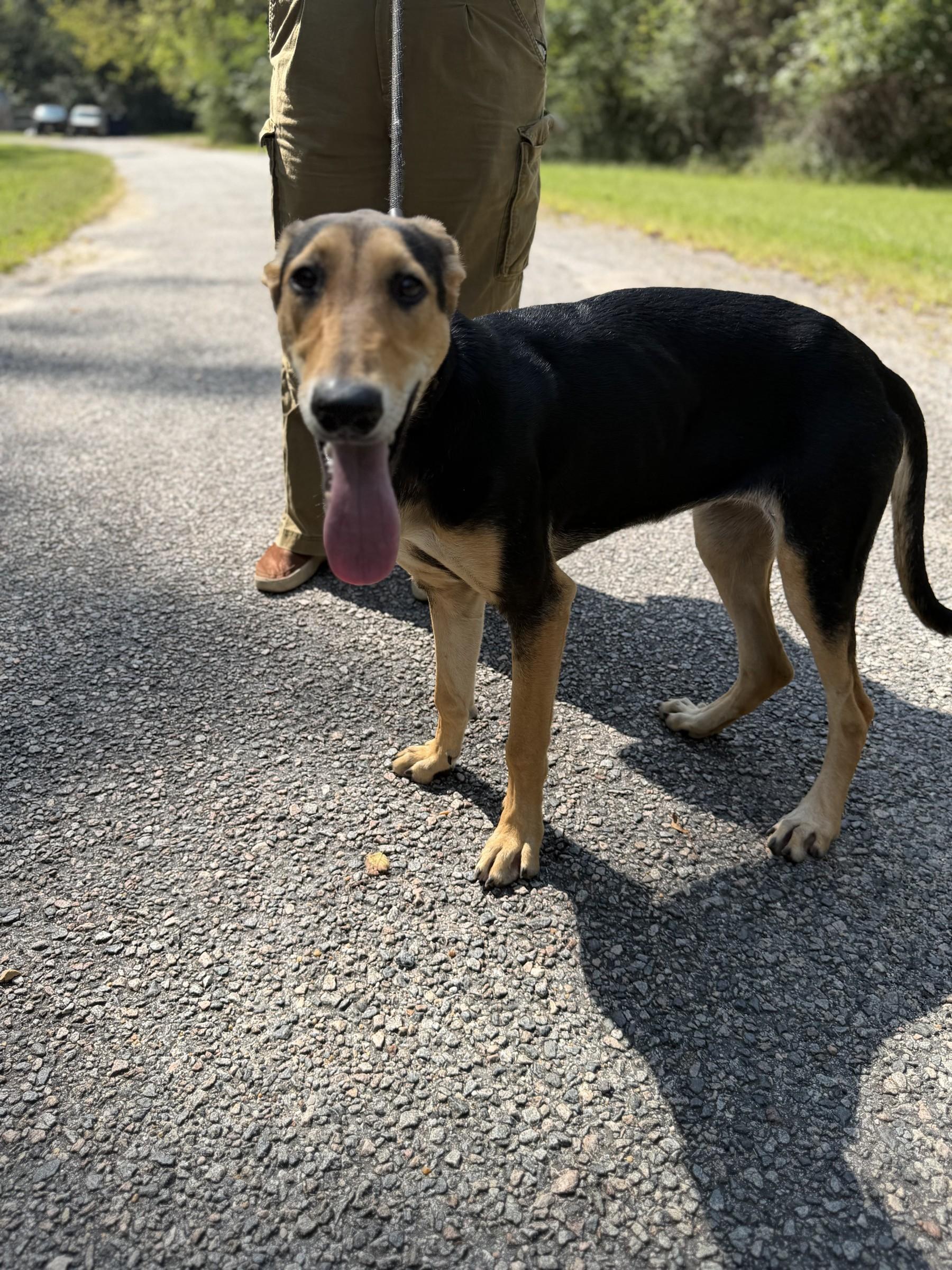 Enlarge Aardvark, a Adoptable Black and Tan Coonhound in Petersburg, VA image 3/6