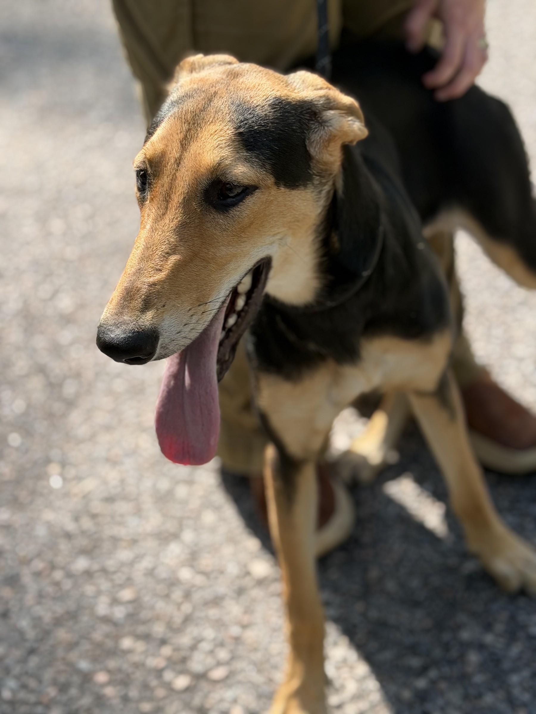 Enlarge Aardvark, a Adoptable Black and Tan Coonhound in Petersburg, VA image 2/6