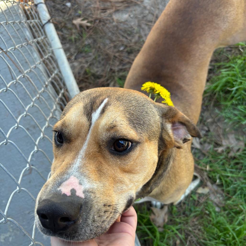 Moby, Adoptable, Adult Male Hound & Mixed Breed.
