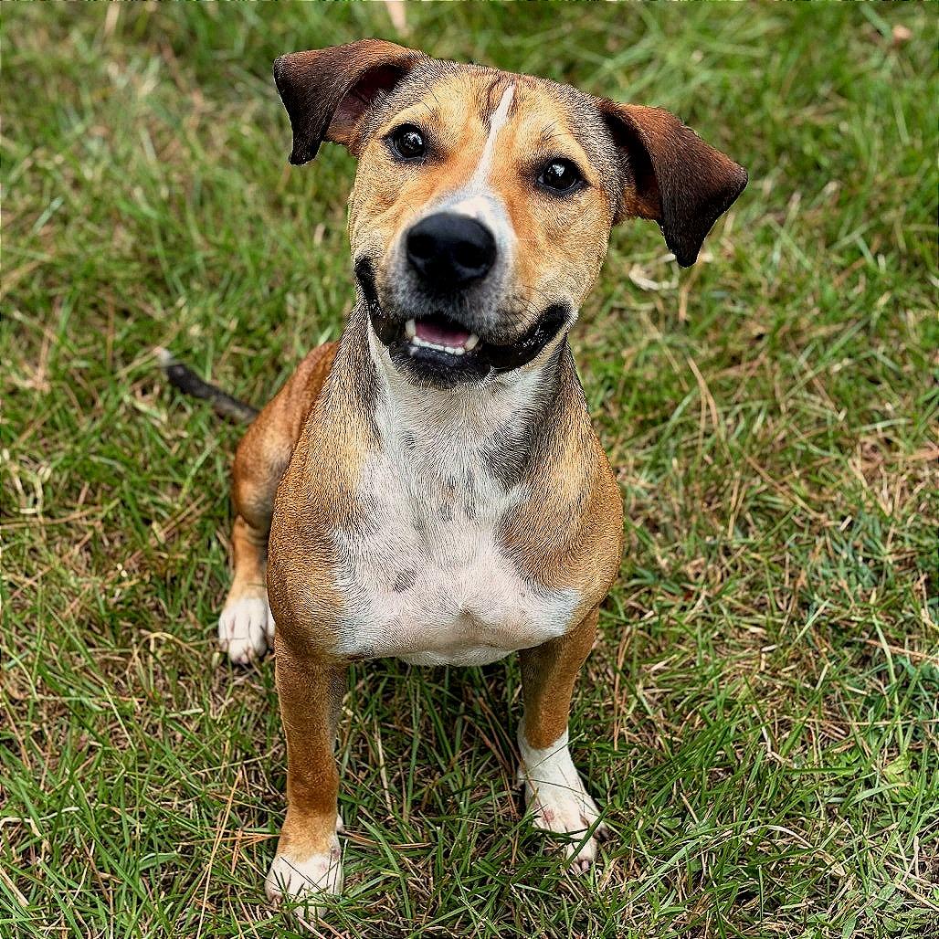 Enlarge Moby, a Adoptable mixed breed in Lufkin, TX image 2/6