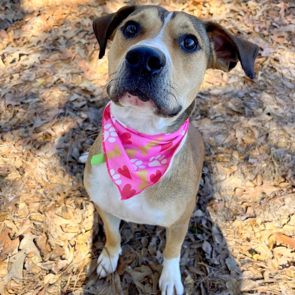 Enlarge Moby, a Adoptable mixed breed in Lufkin, TX image 3/6