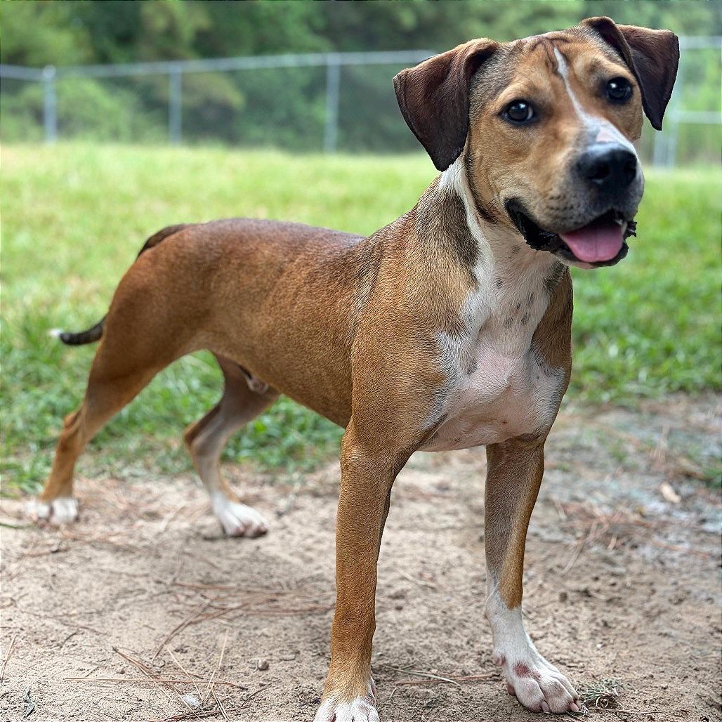 Enlarge Moby, a Adoptable mixed breed in Lufkin, TX image 4/6