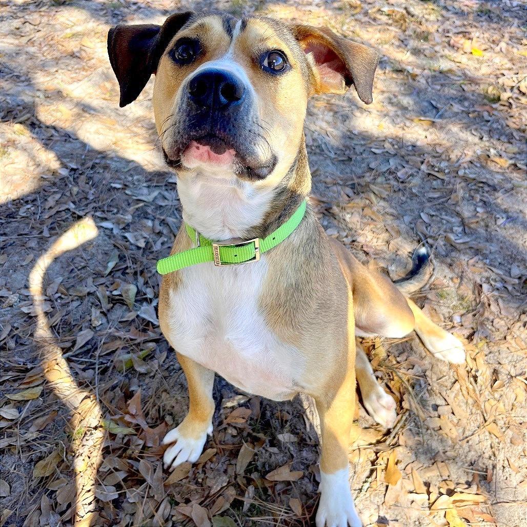 Enlarge Moby, a Adoptable mixed breed in Lufkin, TX image 5/6