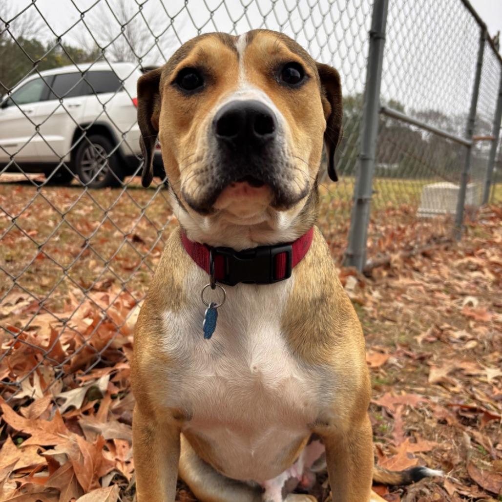 Enlarge Moby, a Adoptable mixed breed in Lufkin, TX image 6/6