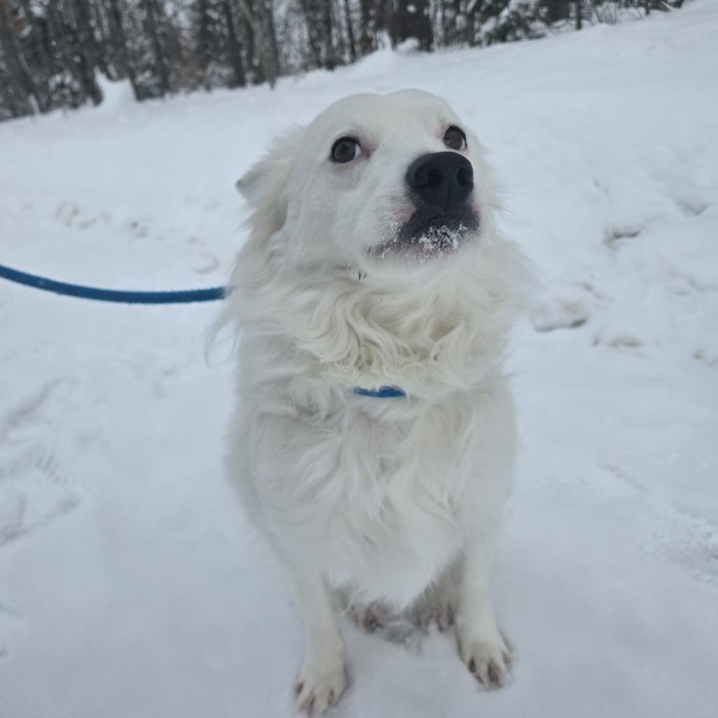 Zoogipon, Adoptable, Adult Male Cattle Dog & Husky.