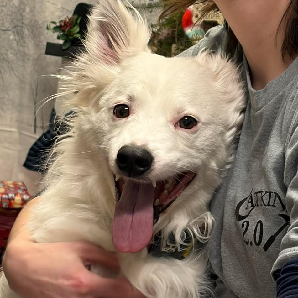 Enlarge Zoogipon, a Adoptable mixed breed in Park Falls, WI image 1/2