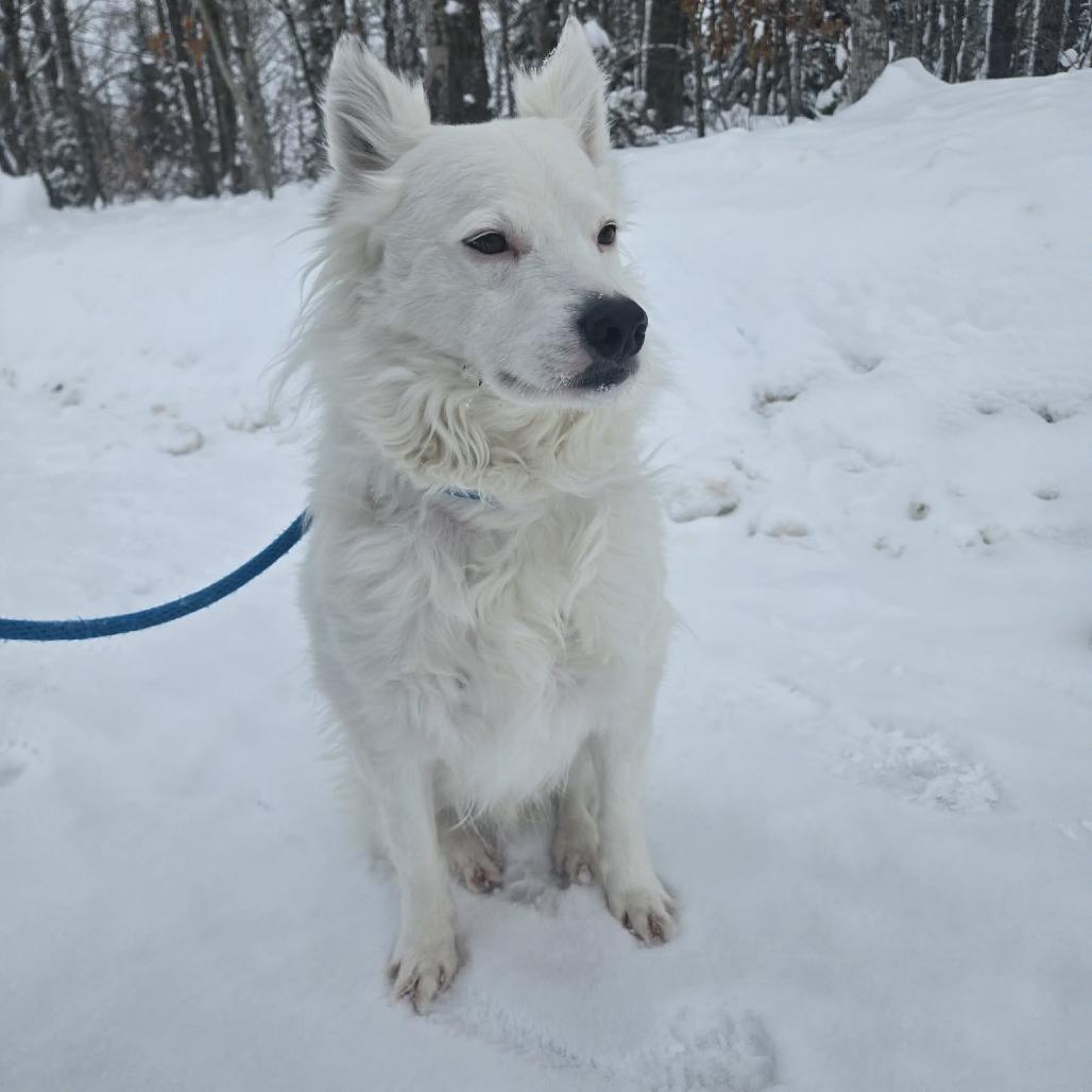 Enlarge Zoogipon, a Adoptable mixed breed in Park Falls, WI image 3/5