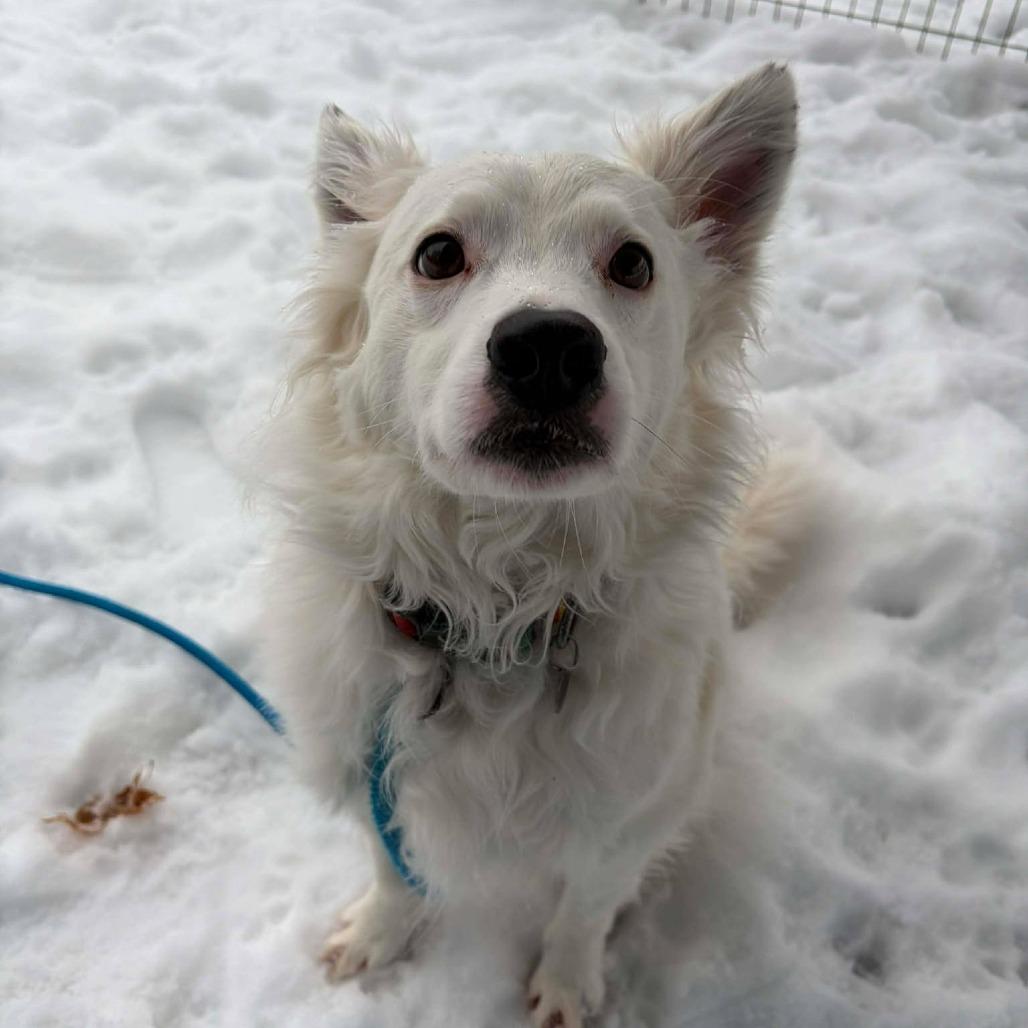 Enlarge Zoogipon, a Adoptable mixed breed in Park Falls, WI image 2/2