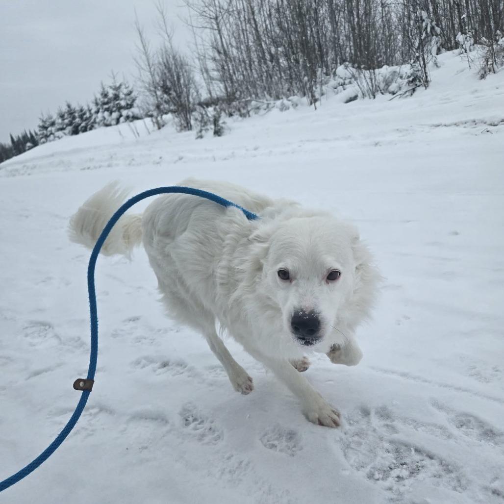 Enlarge Zoogipon, a Adoptable mixed breed in Park Falls, WI image 5/5