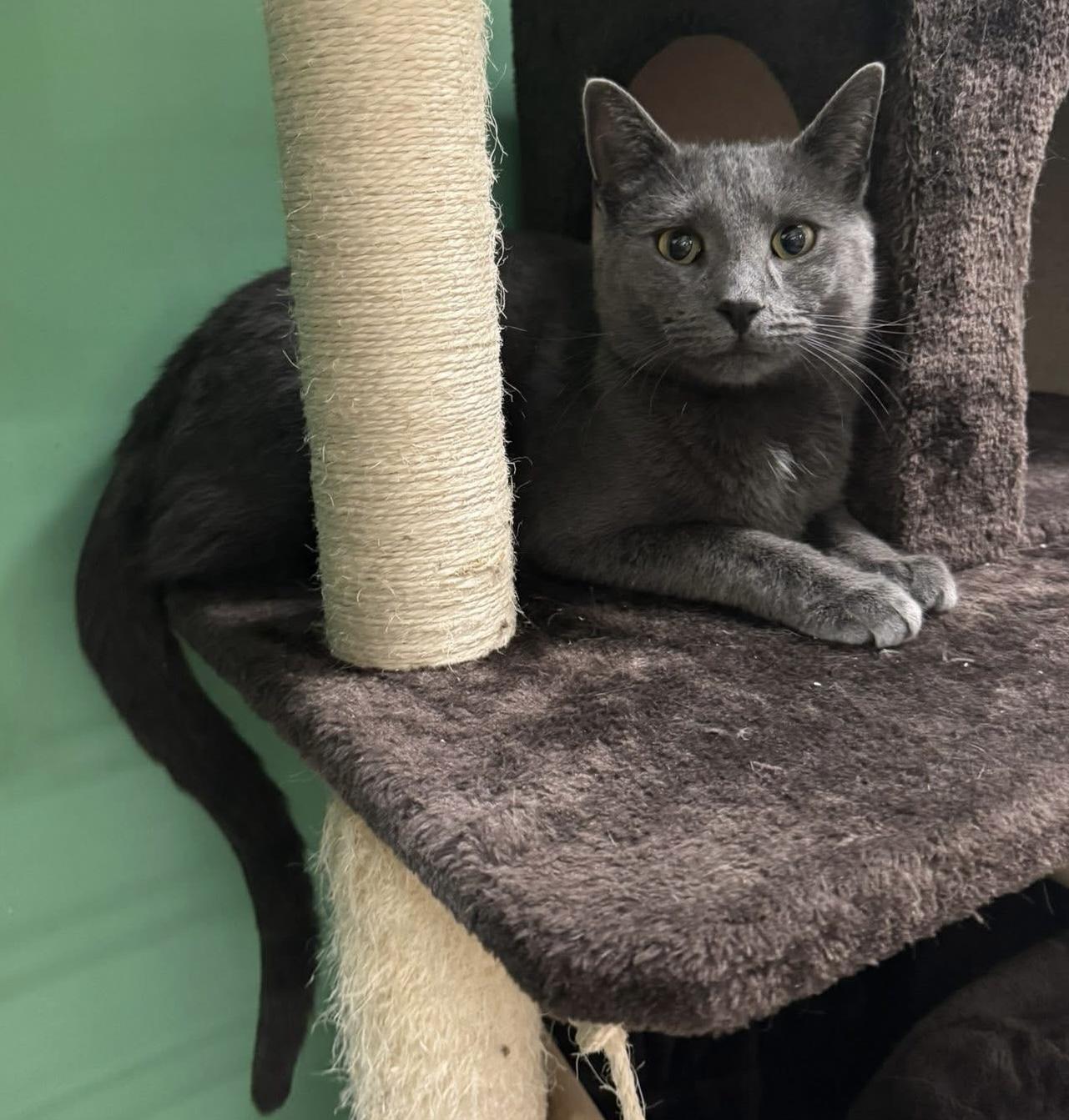 Enlarge Smoky Bear , an adopted Domestic Short Hair in Bensalem, PA image 1/4