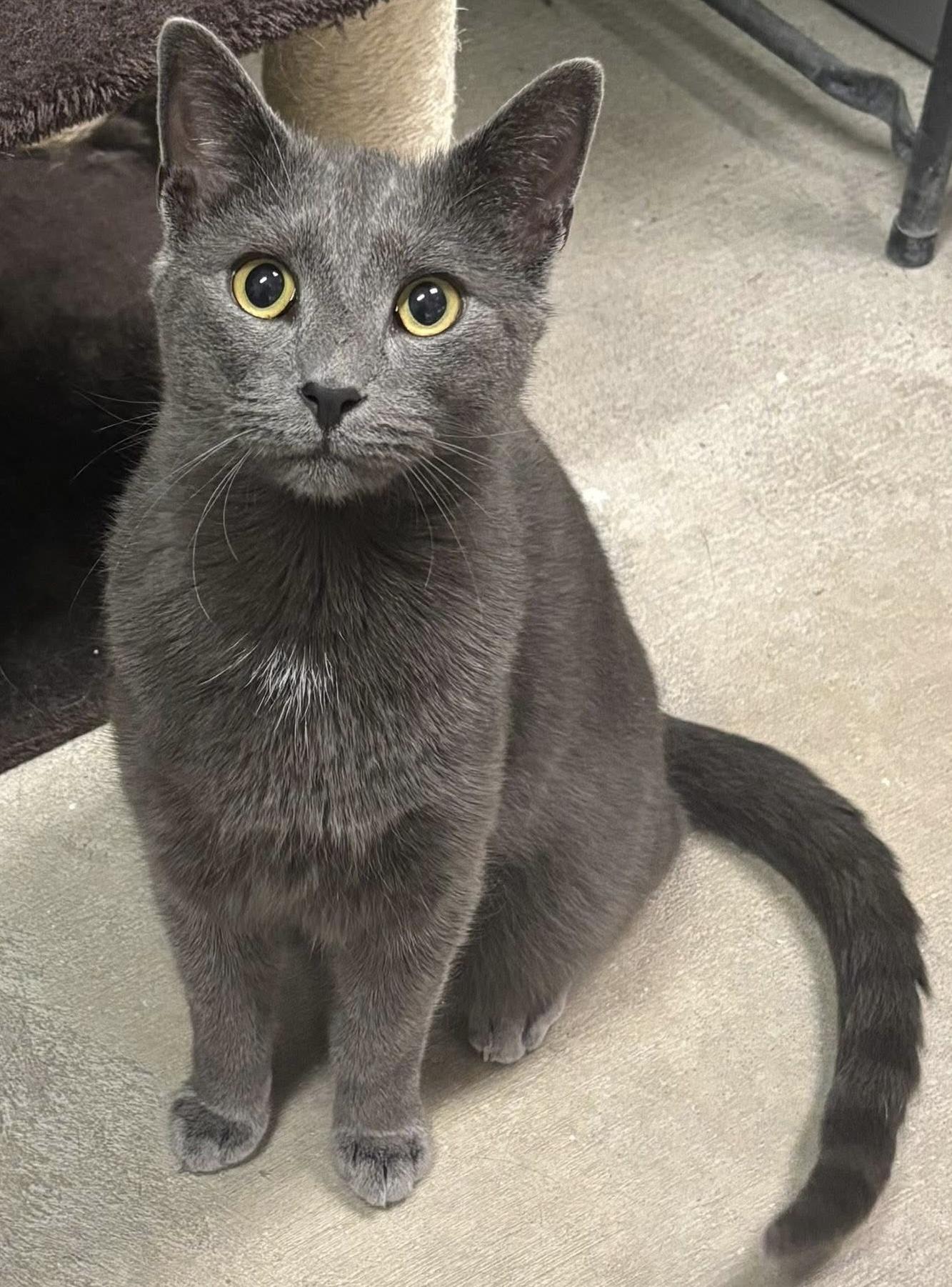 Enlarge Smoky Bear , an adopted Domestic Short Hair in Bensalem, PA image 2/4