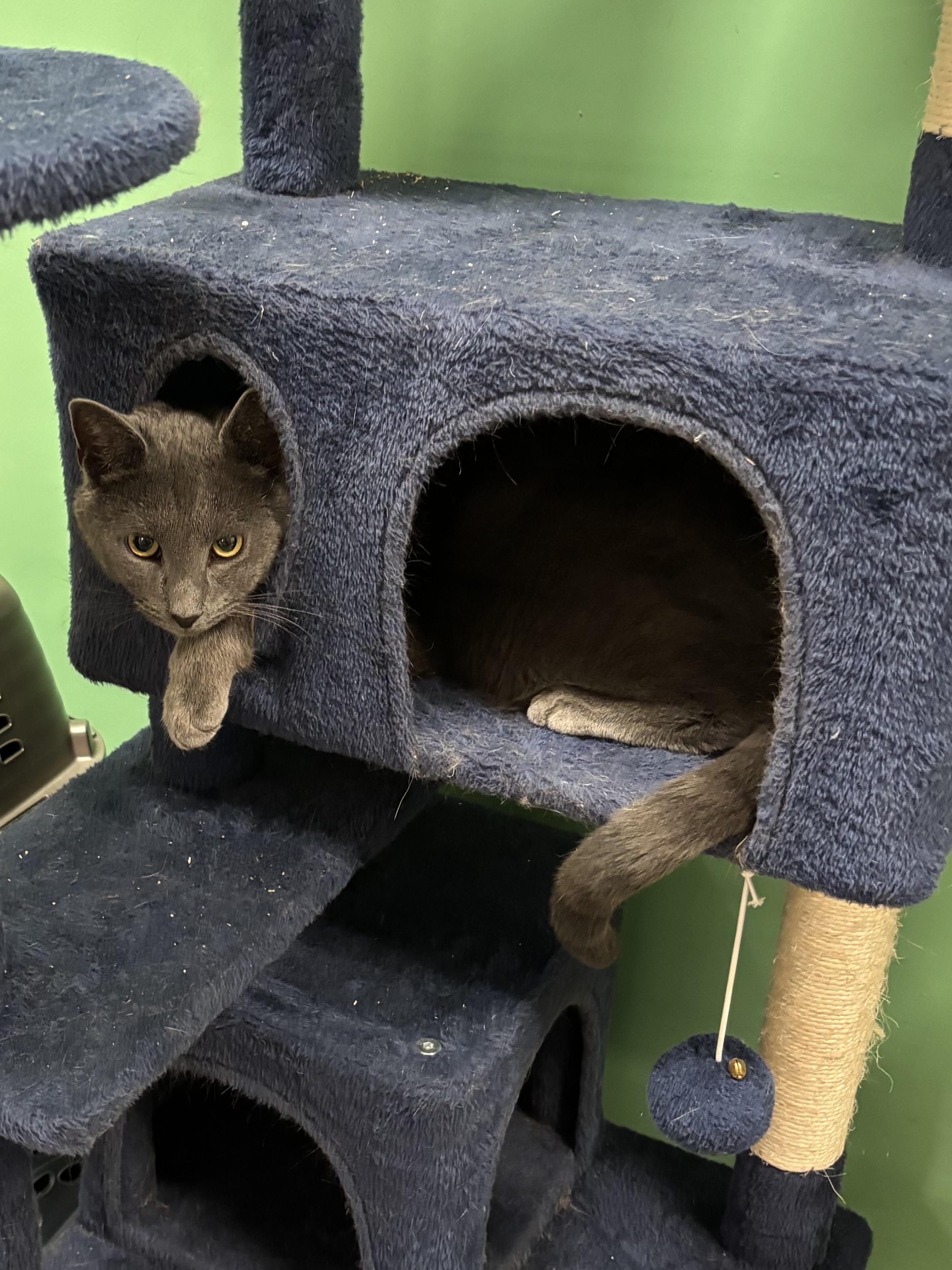 Enlarge Smoky Bear , an adopted Domestic Short Hair in Bensalem, PA image 4/4