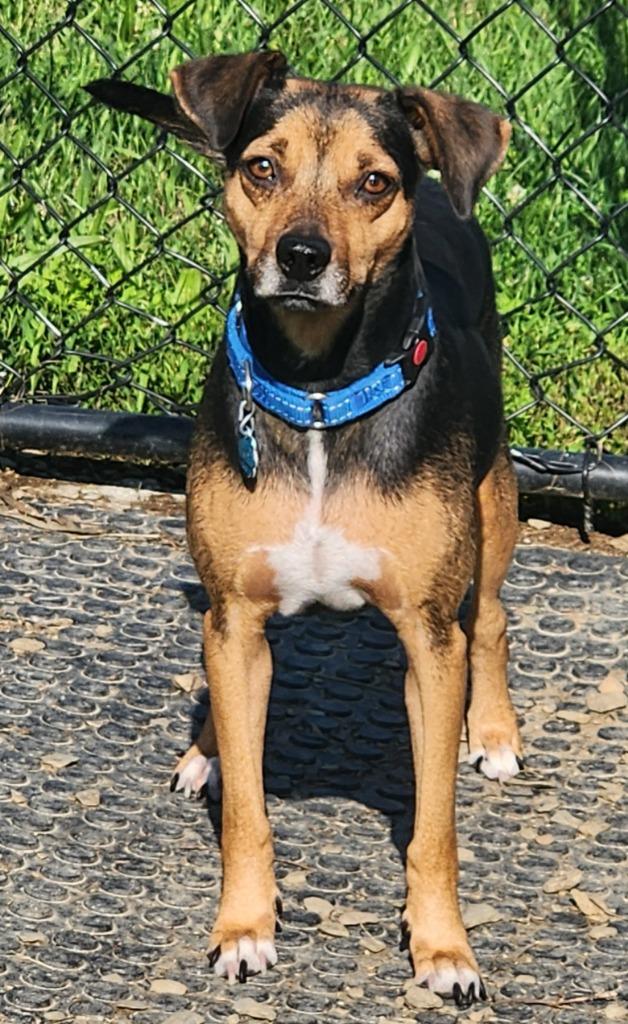 Novi, Adoptable, Adult Female Beagle & Terrier.