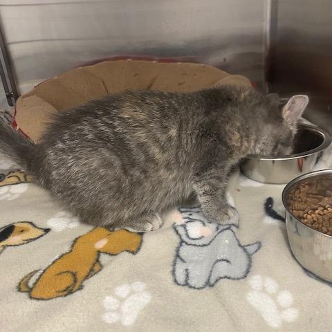 Enlarge Dory, a Adoptable Domestic Short Hair in Emporia, KS image 1/2