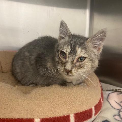 Enlarge Dory, a Adoptable Domestic Short Hair in Emporia, KS image 2/2