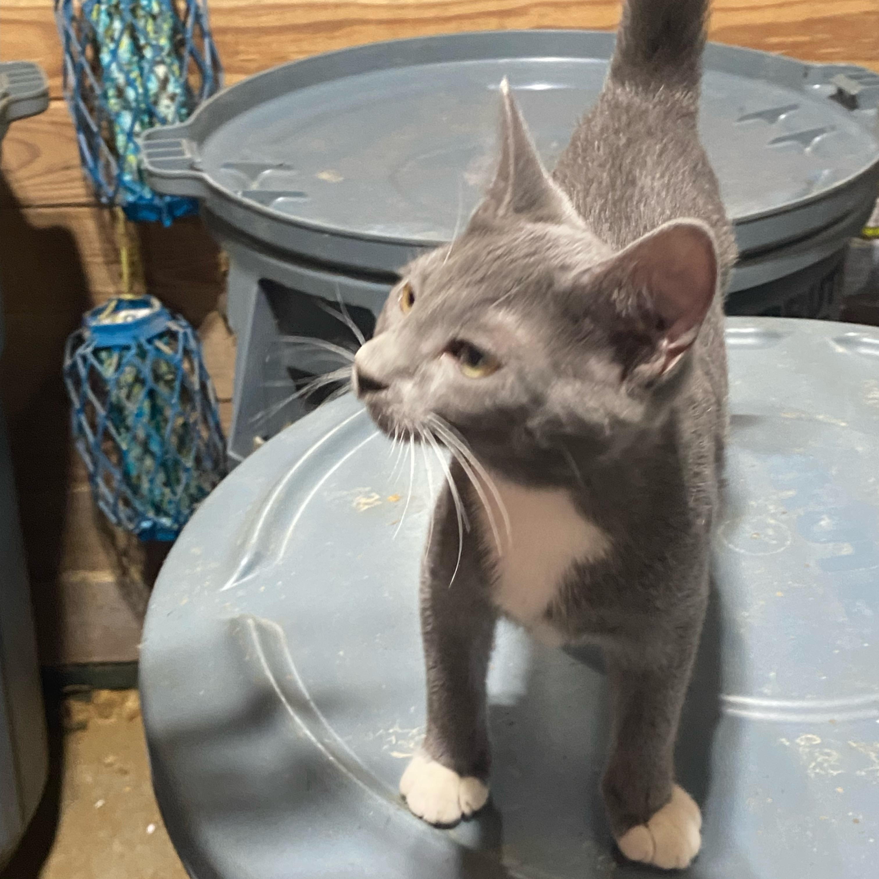 Kate, an adopted mixed breed in Mobile, AL image 4/5
