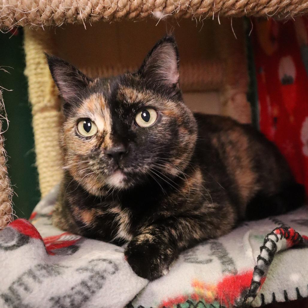 Enlarge Lady Sybil "Sibby", a Adoptable Domestic Short Hair in Waukesha, WI image 1/2