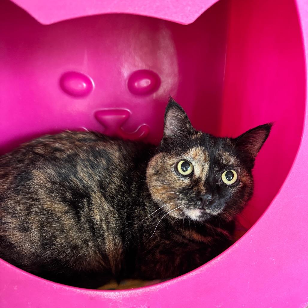 Enlarge Lady Sybil "Sibby", a Adoptable Domestic Short Hair in Waukesha, WI image 2/2