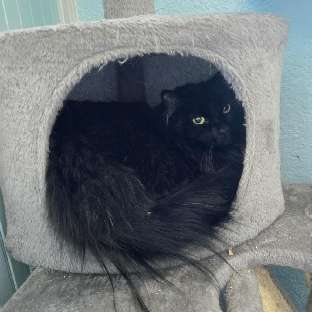 Spectra, an adoptable Domestic Long Hair in Nampa, ID, 83651 | Photo Image 1