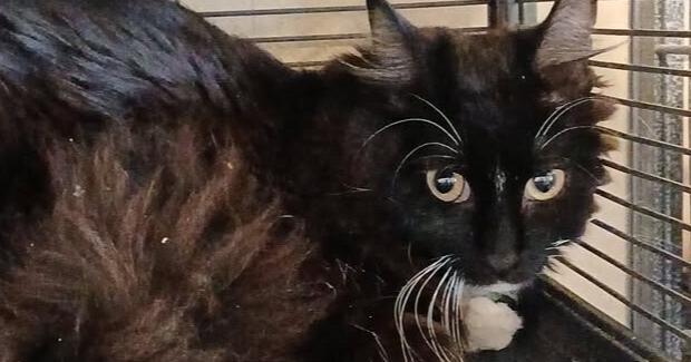 Sable, Adoptable, Adult Female Domestic Long Hair.
