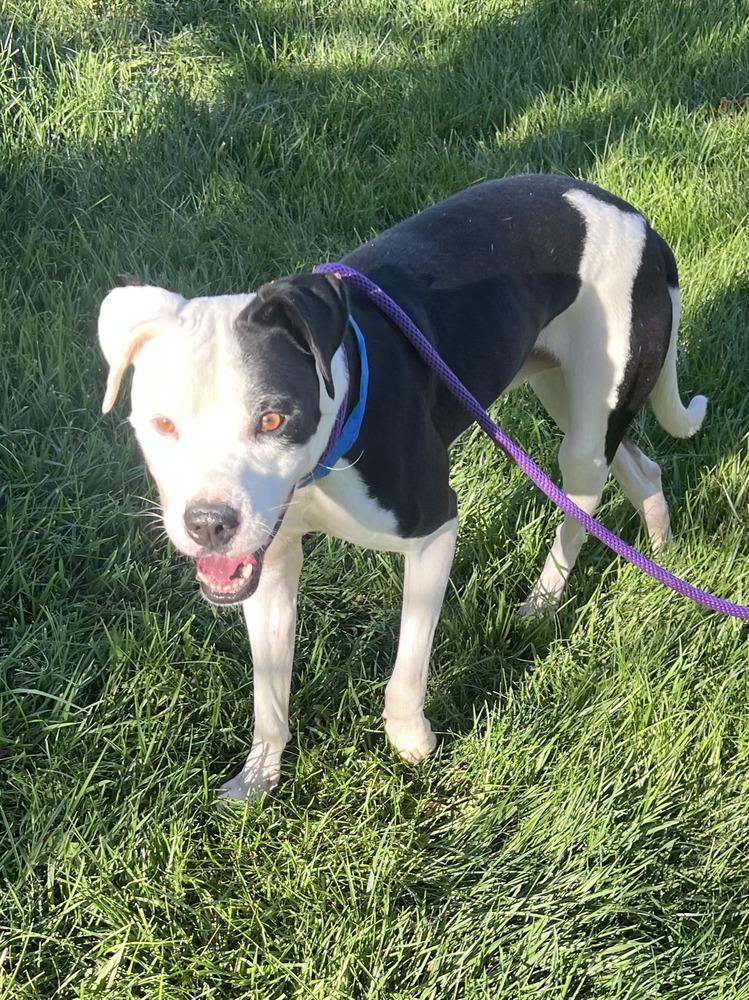 Valentino FKA Patrick, Adoptable, Young Male Pit Bull Terrier.