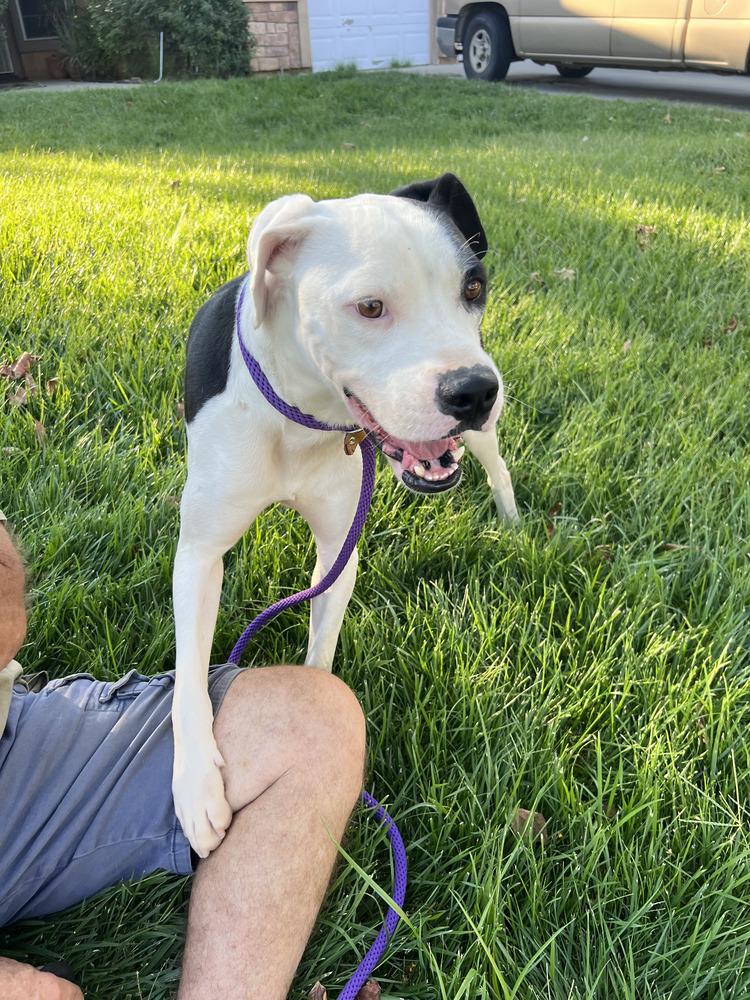 Enlarge Valentino FKA Patrick, a Adoptable mixed breed in La Grande, OR image 3/3