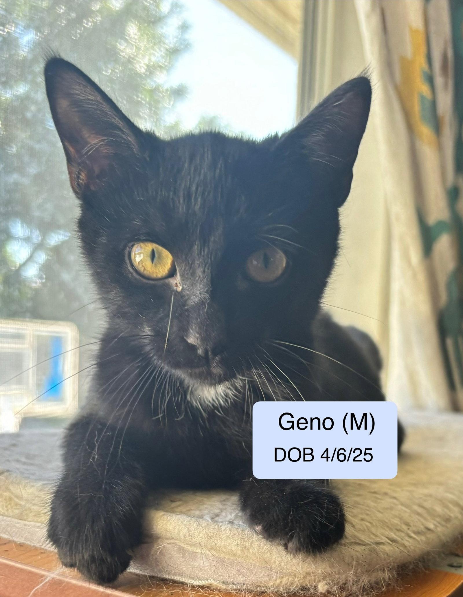 Geno (bonded with Laramie), a Adoptable Domestic Short Hair in Vacaville, CA image 1/3