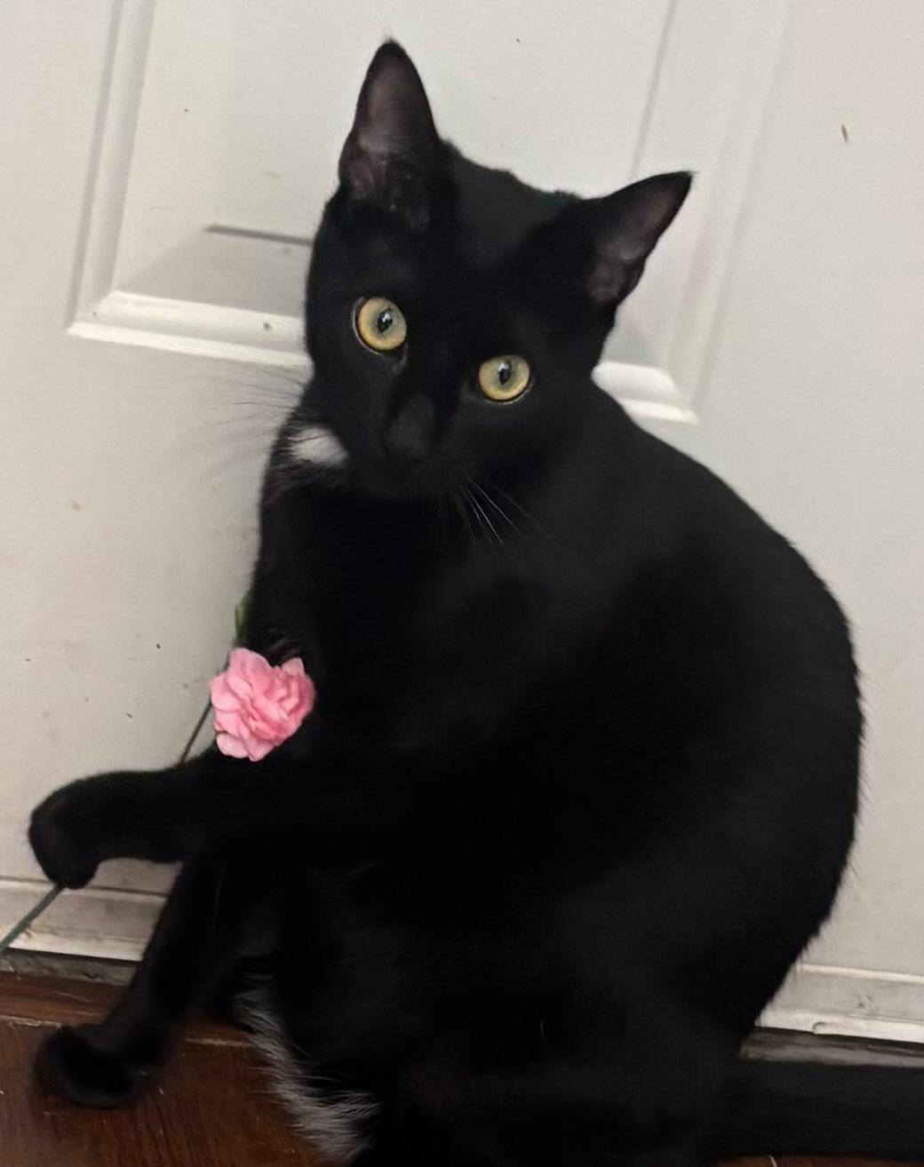 Geno (bonded with Laramie), a Adoptable Domestic Short Hair in Vacaville, CA image 2/3