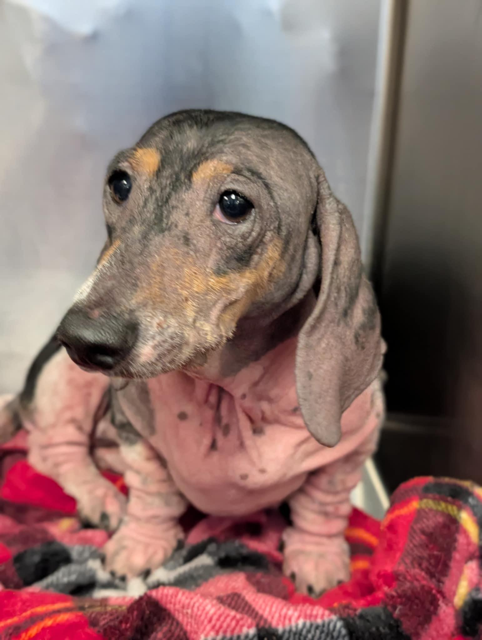 Rosie, Adoptable, Young Female Dachshund.