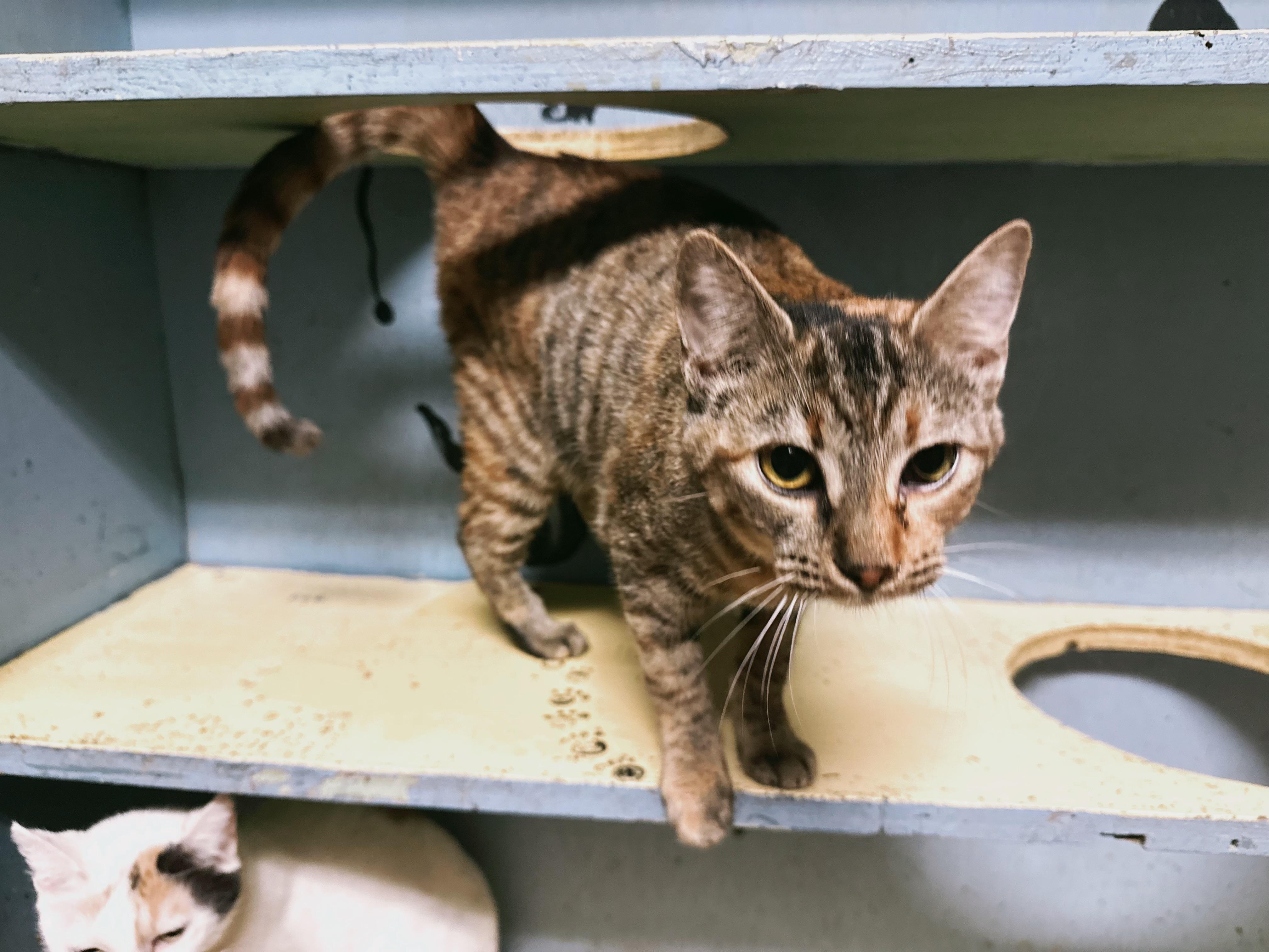Ginger, a Adoptable Domestic Short Hair in Varnville, SC image 3/3