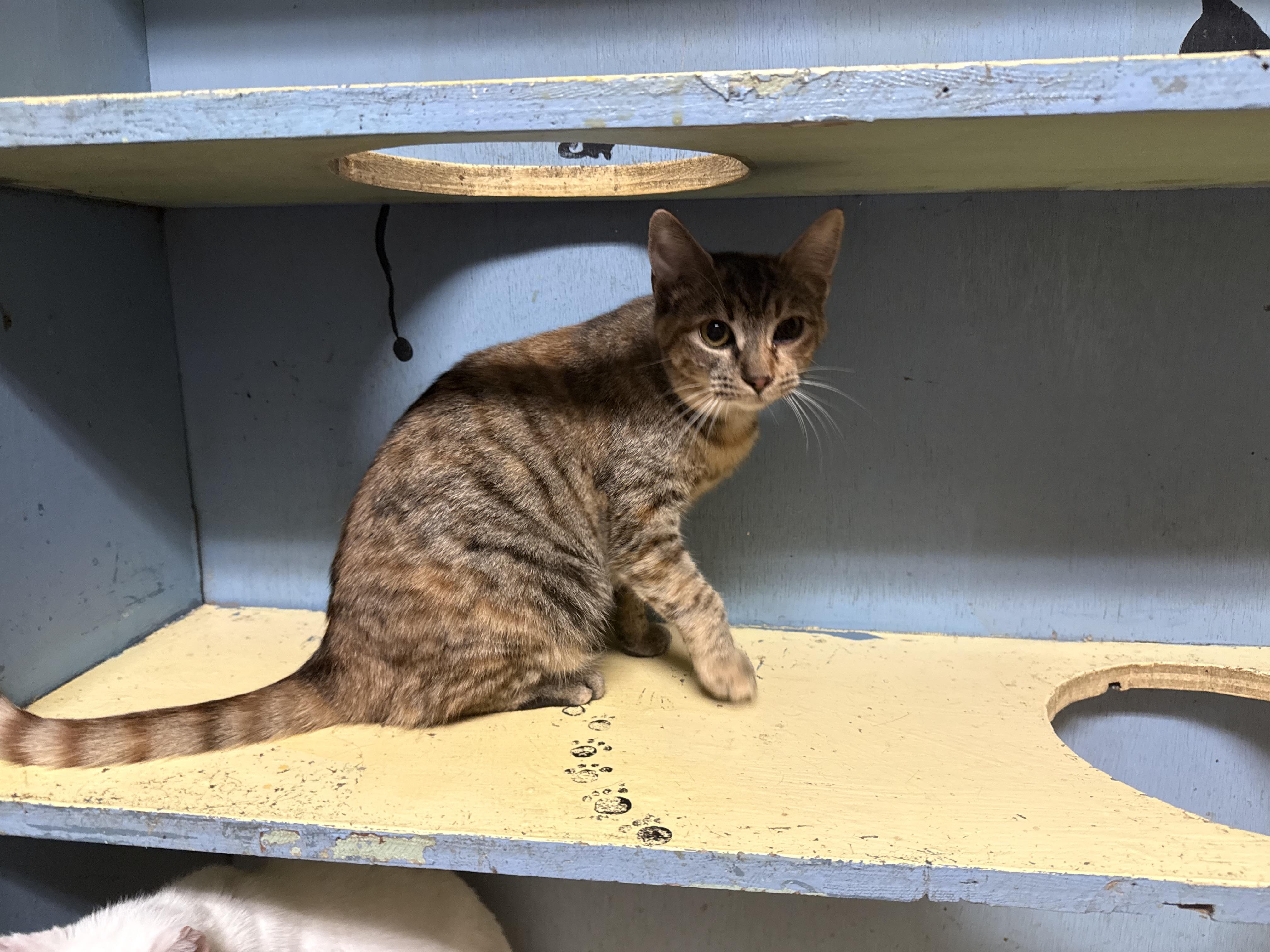 Ginger, a Adoptable Domestic Short Hair in Varnville, SC image 2/3