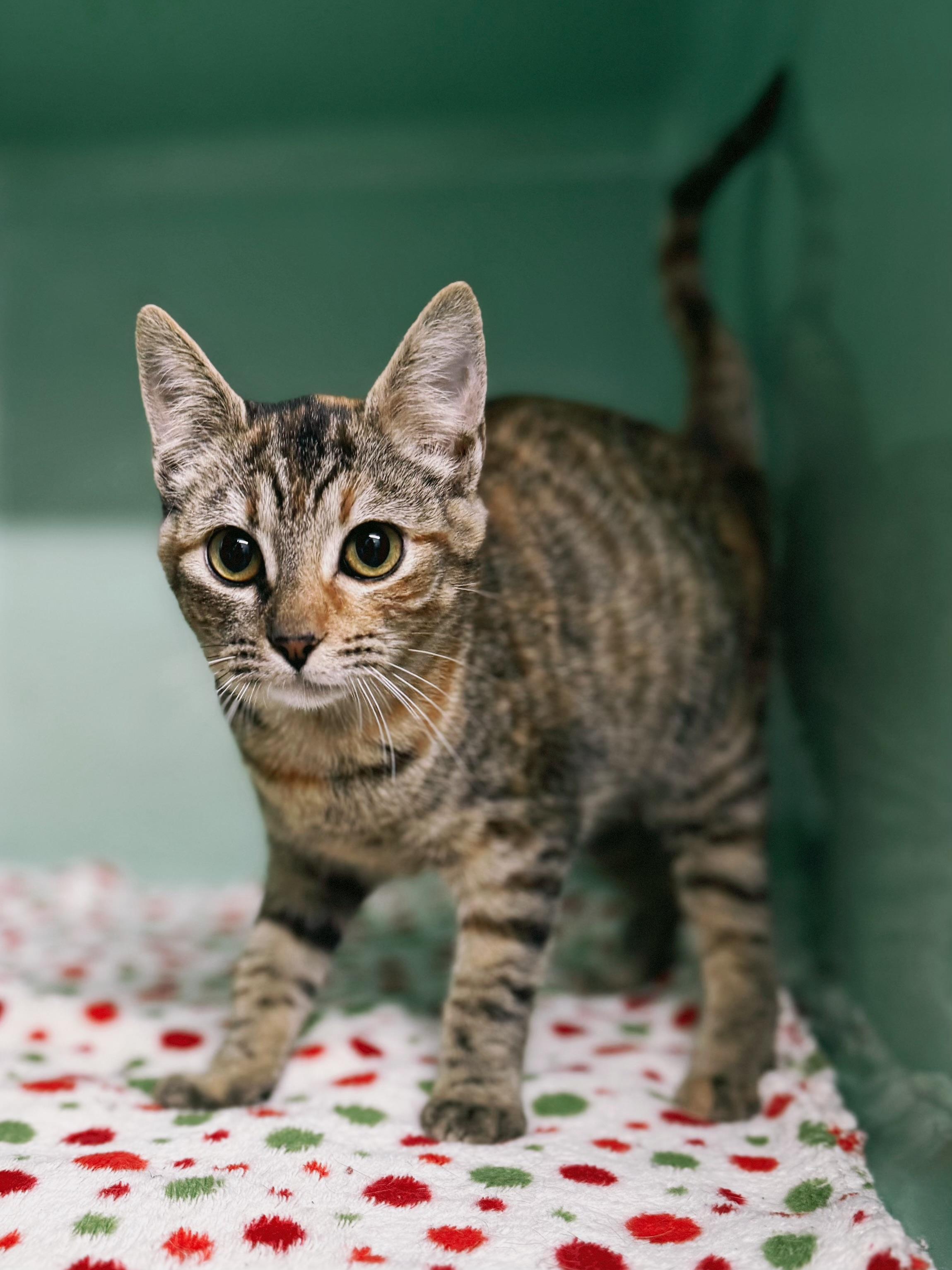 Ginger, a Adoptable Domestic Short Hair in Varnville, SC image 1/3