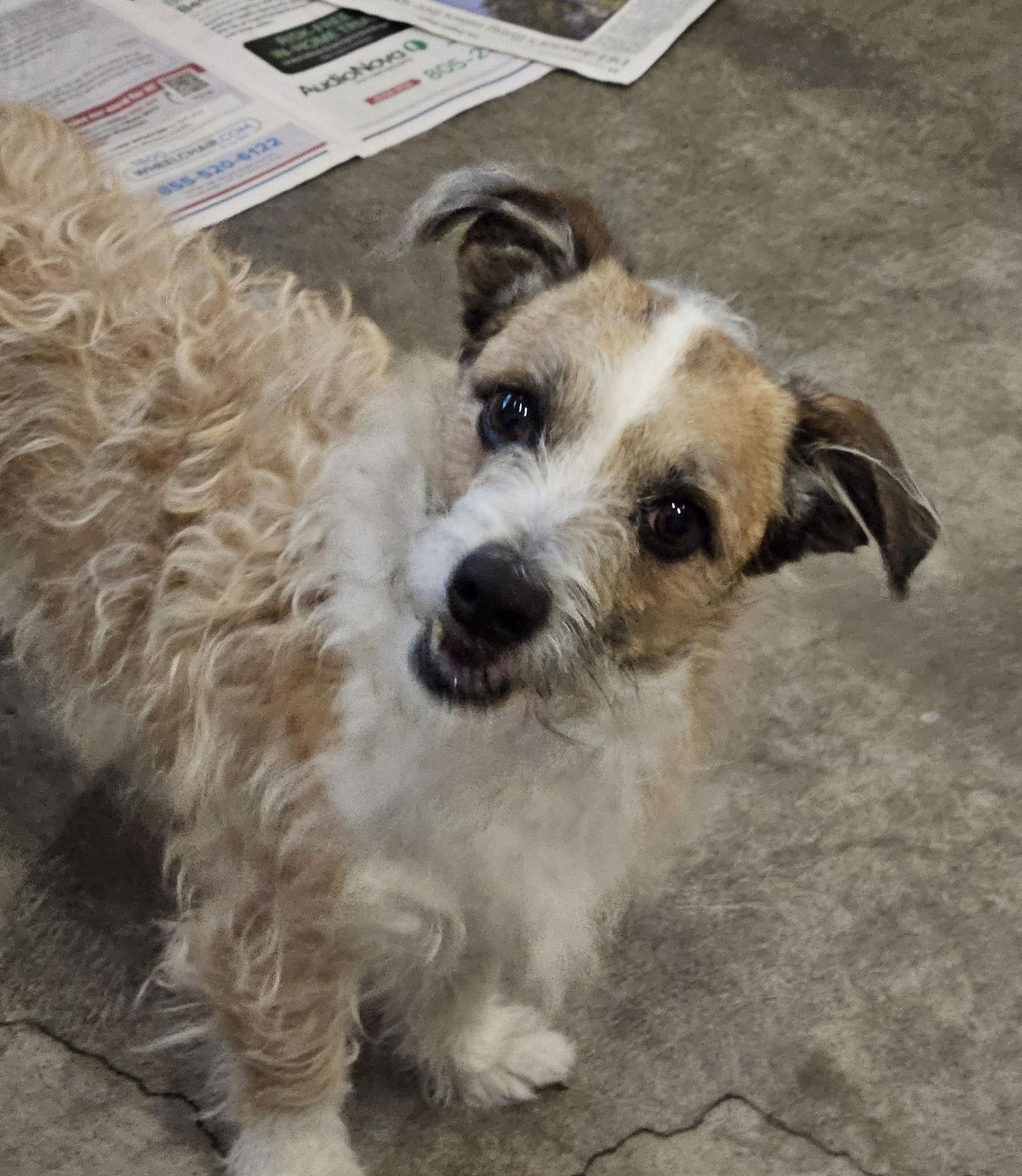 BO, Adoptable, Young Male Jack Russell Terrier & Poodle.
